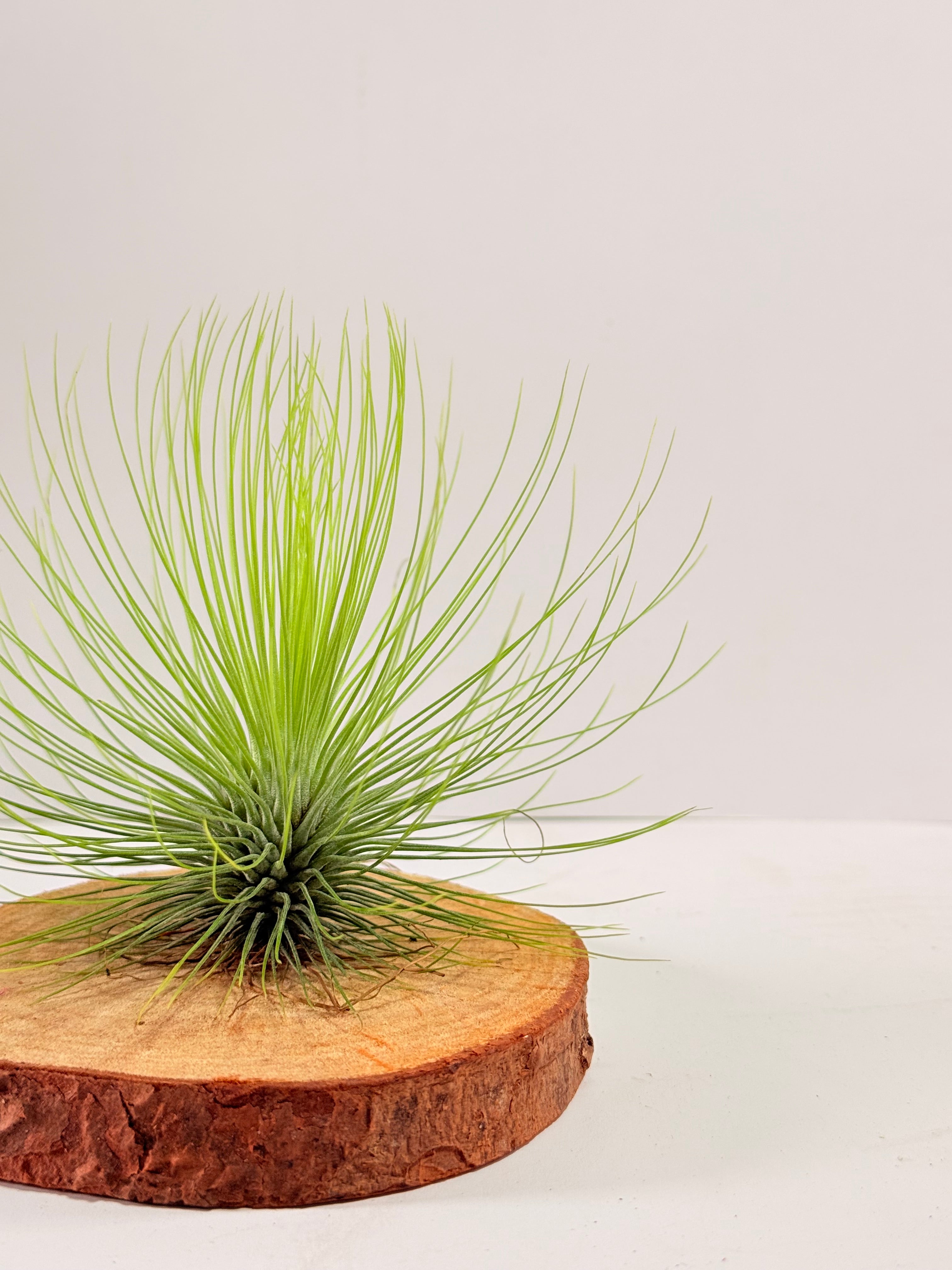Tillandsia  Andreana M + matera