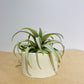 Till. Capitata Yellow star