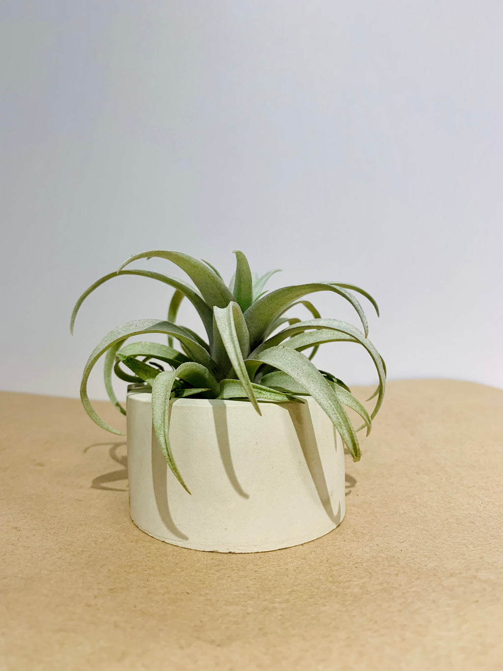 Till. Capitata Yellow star