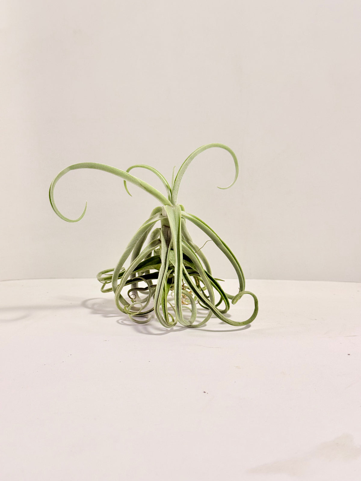 Tillandsia Duratii S