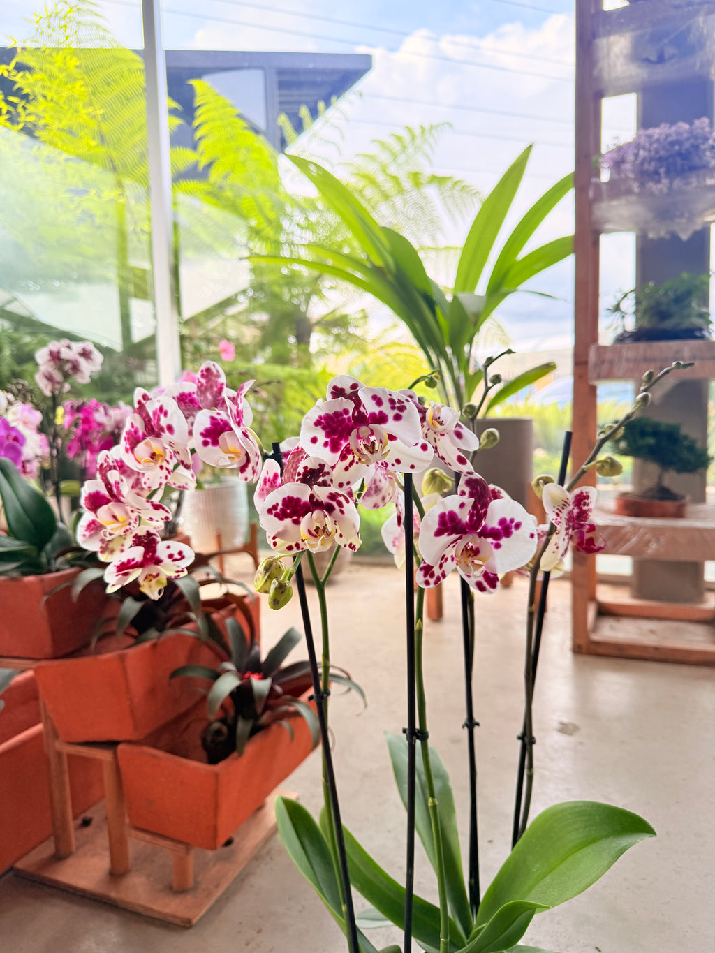 Kokedama Orquídea Premium Rosa 2V