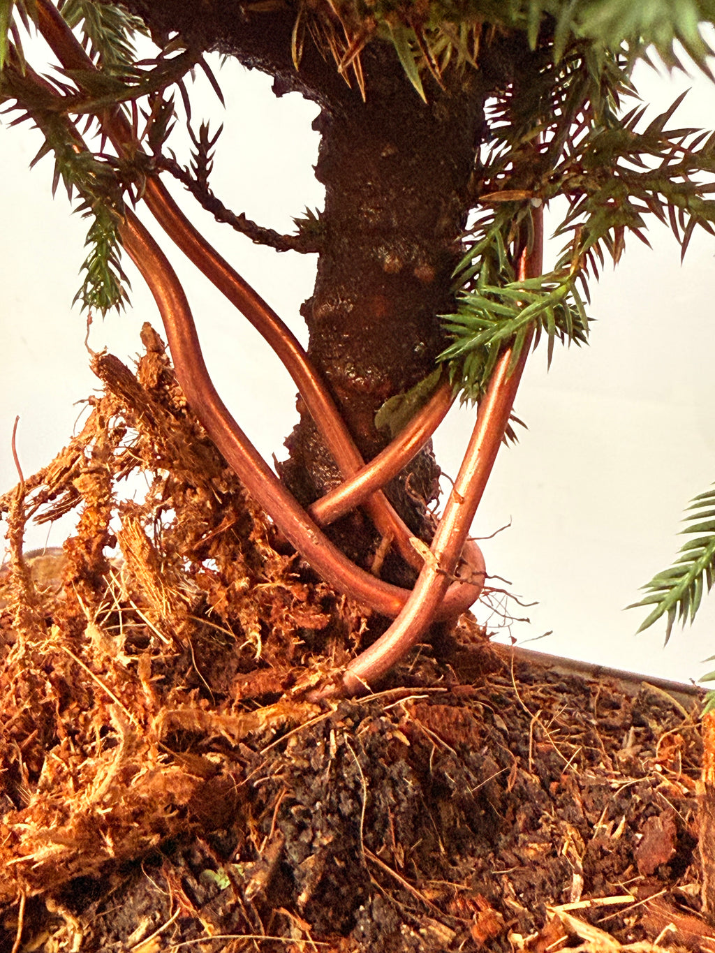 Bonsai pino rastrero alambrado