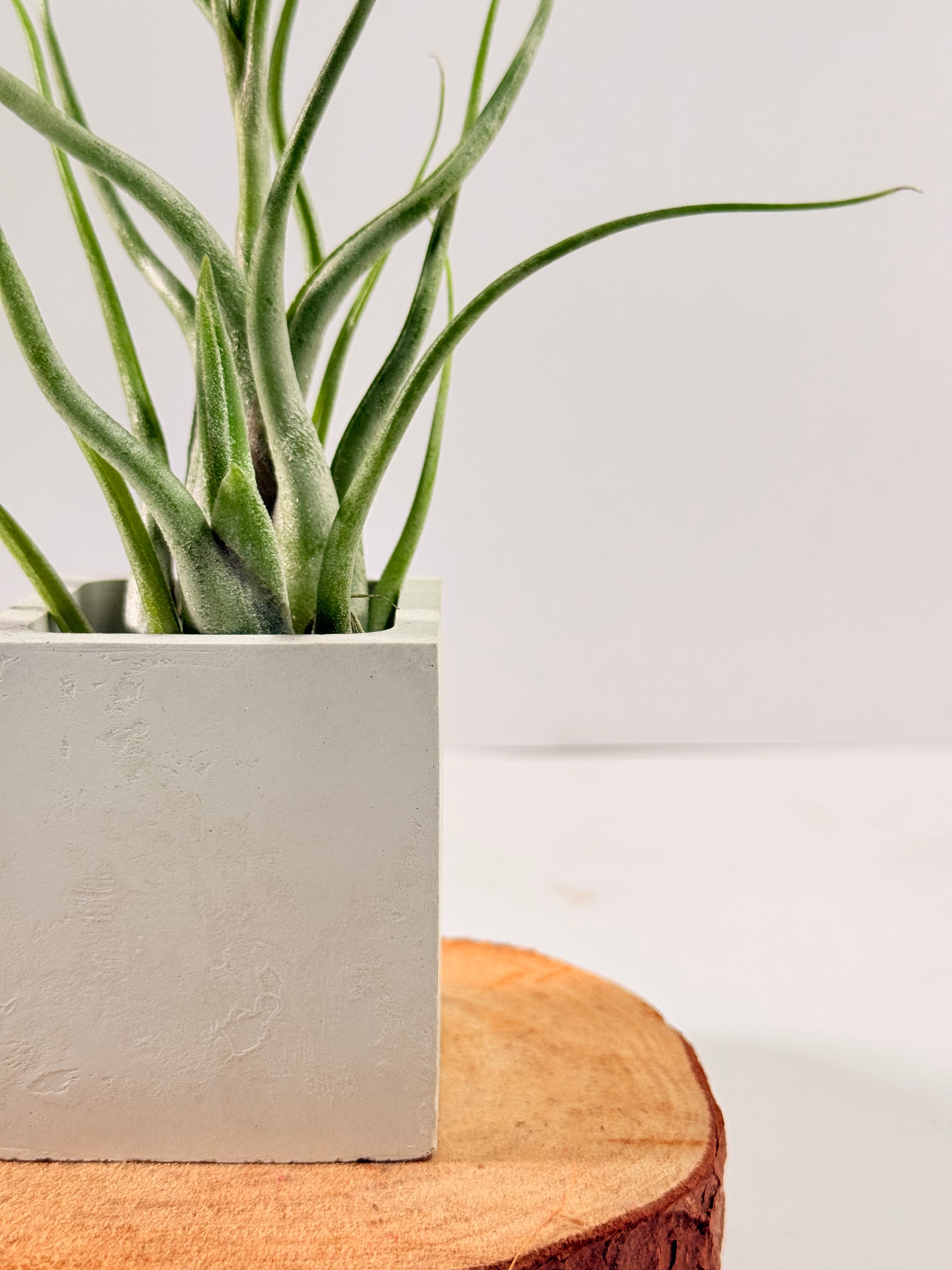 Tillandsia Caput medusae