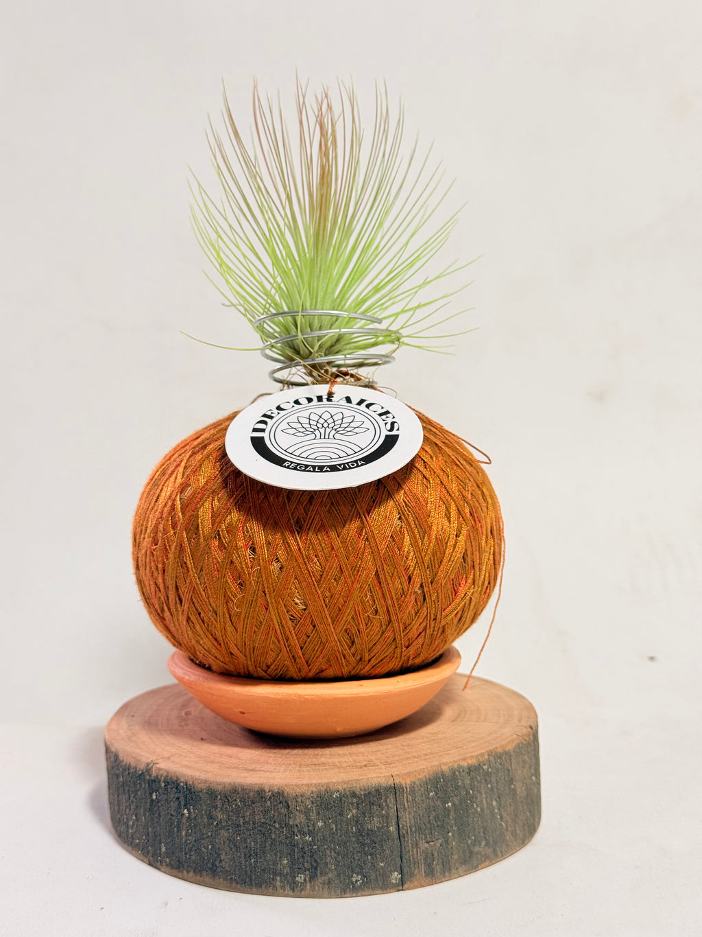 Till. Andreana mini + rodaja + kokedama espiral