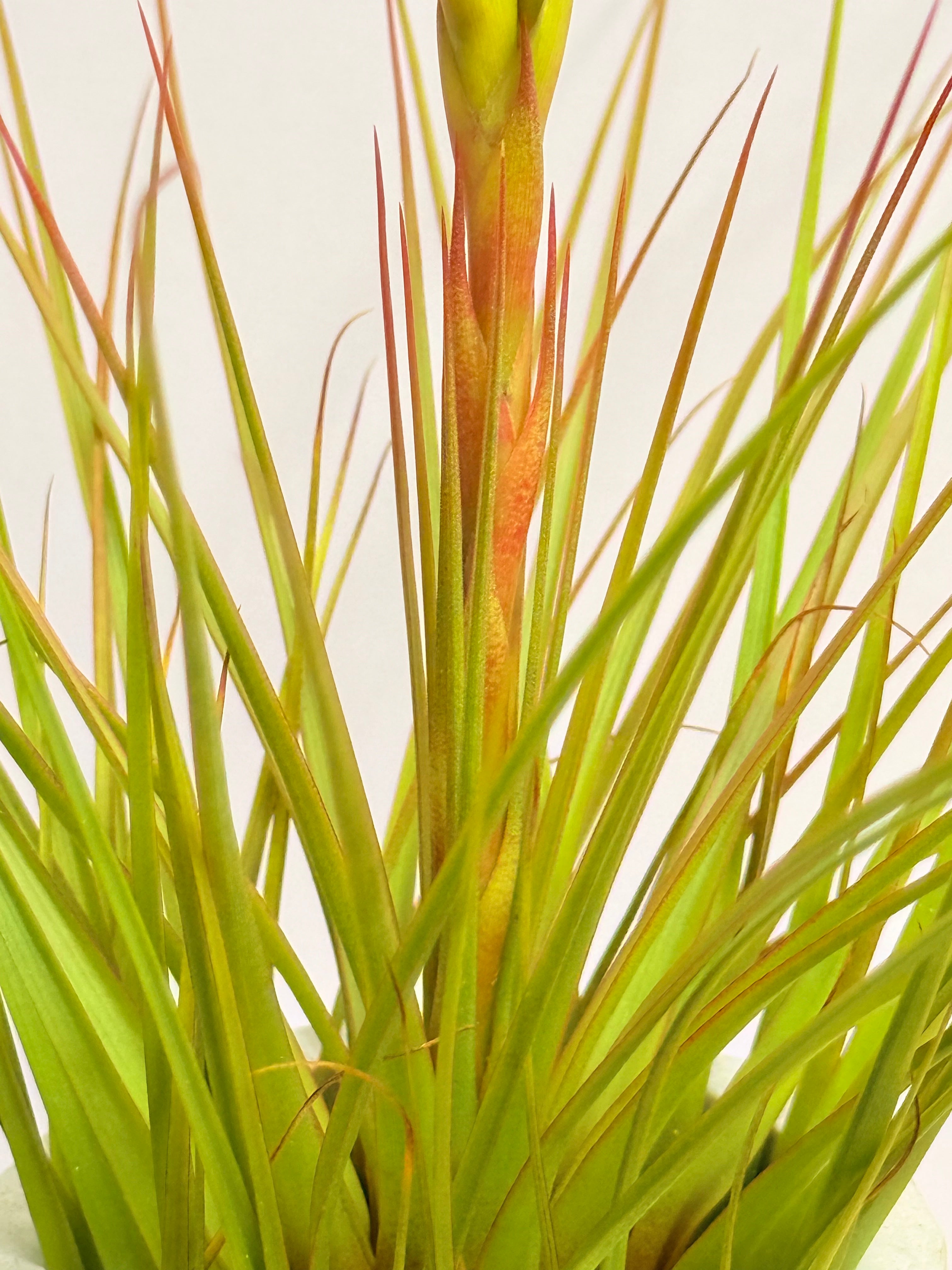 Kit Till. Tricolor + plant force + matera