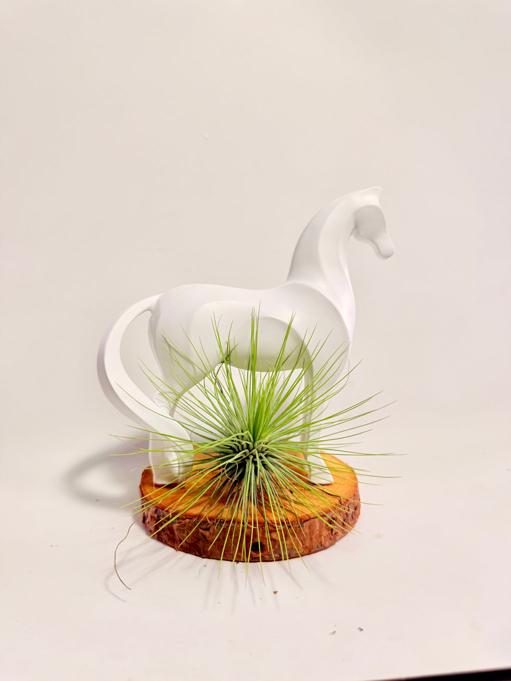 Caballo del éxito + planta