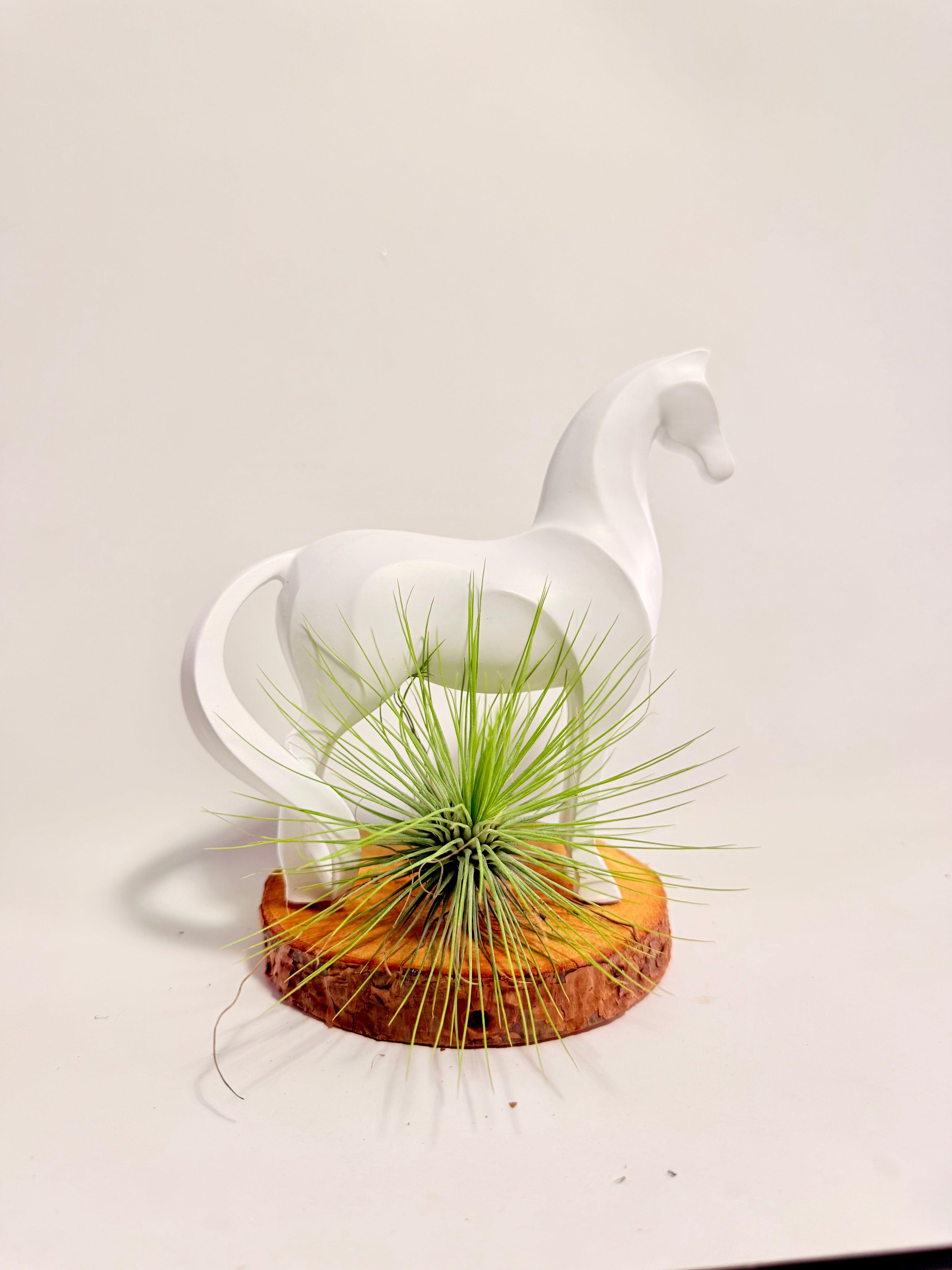 Caballo del éxito + planta