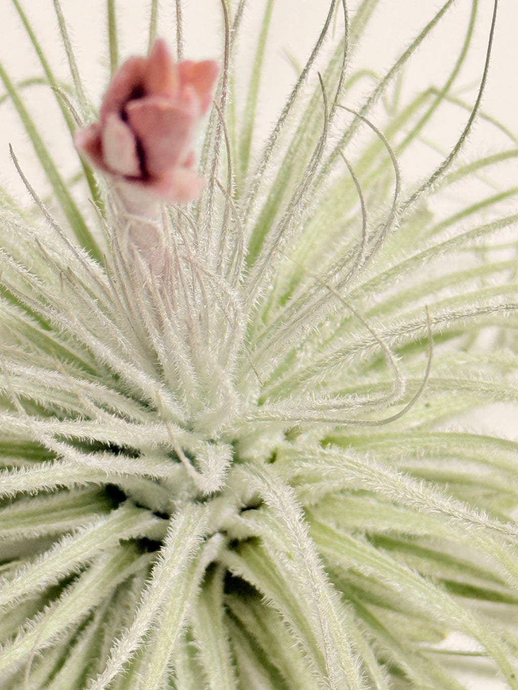 Tillandsia  Tectorum