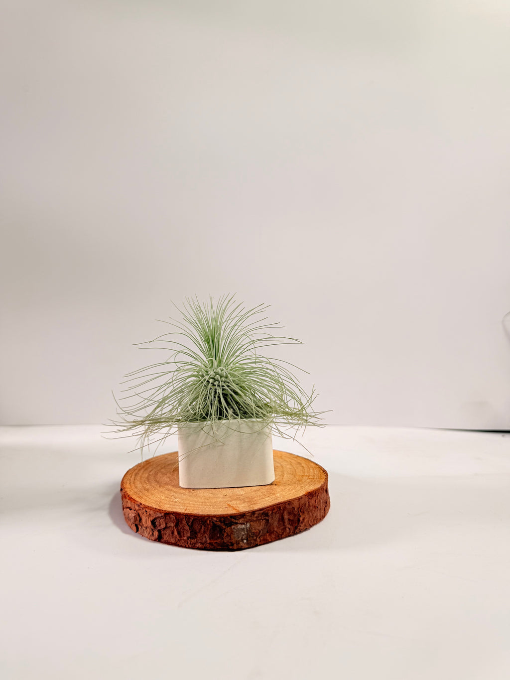 Tillandsia Fuchsii var. Gracilis
