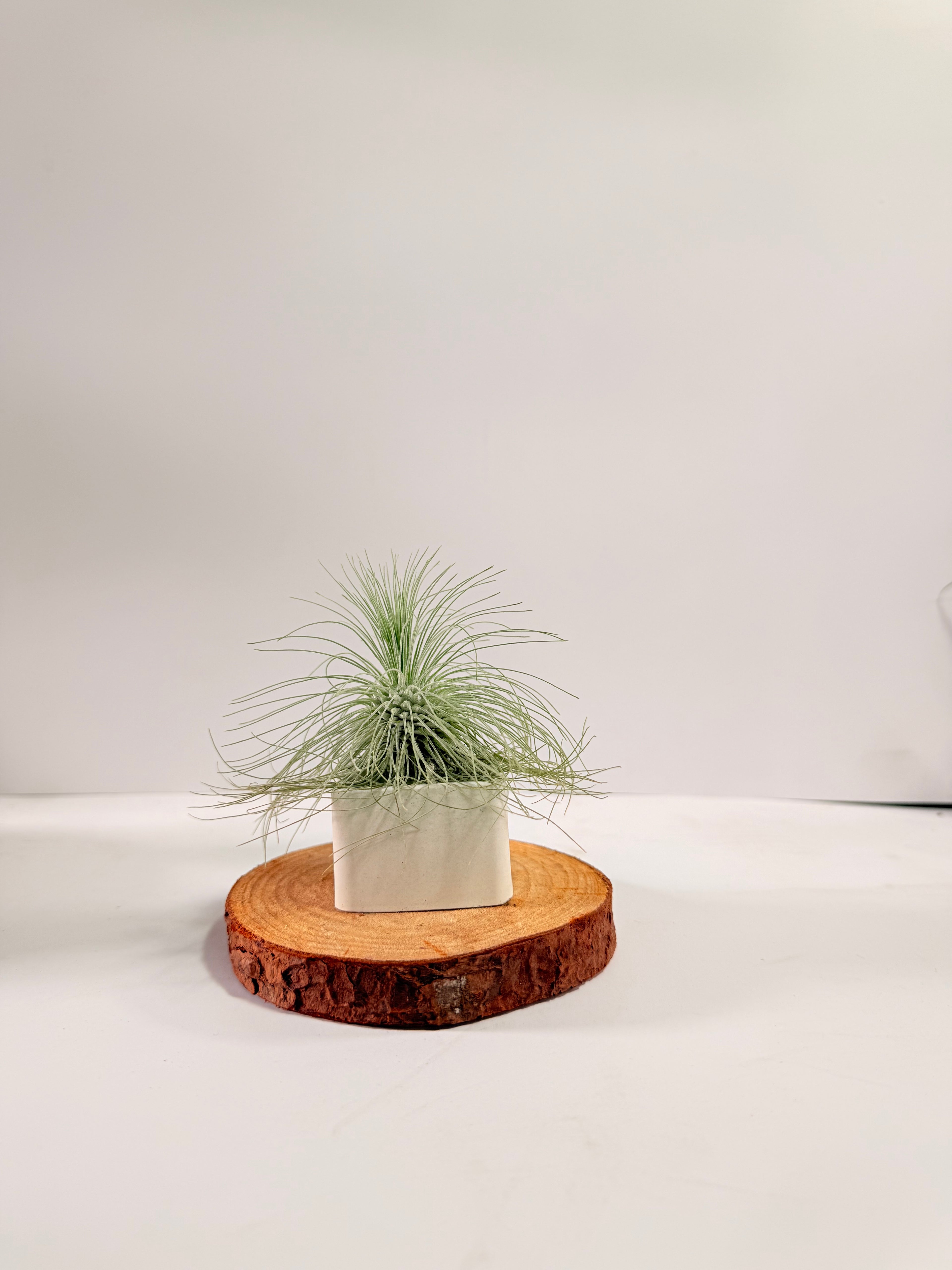 Tillandsia Fuchsii var. Gracilis