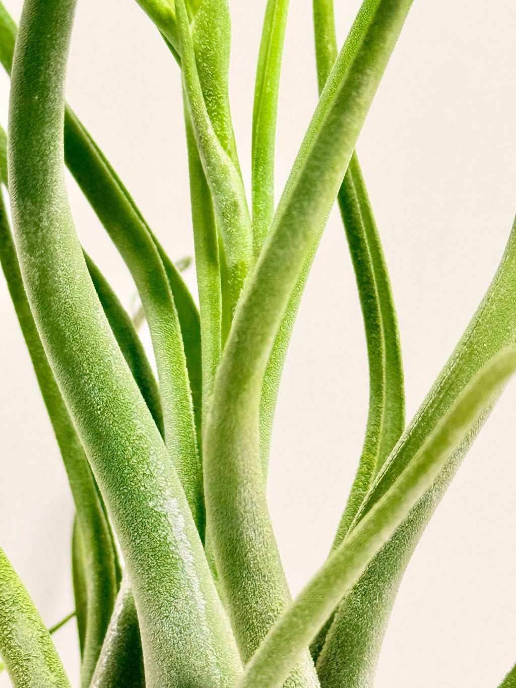 Tillandsia Caput medusae