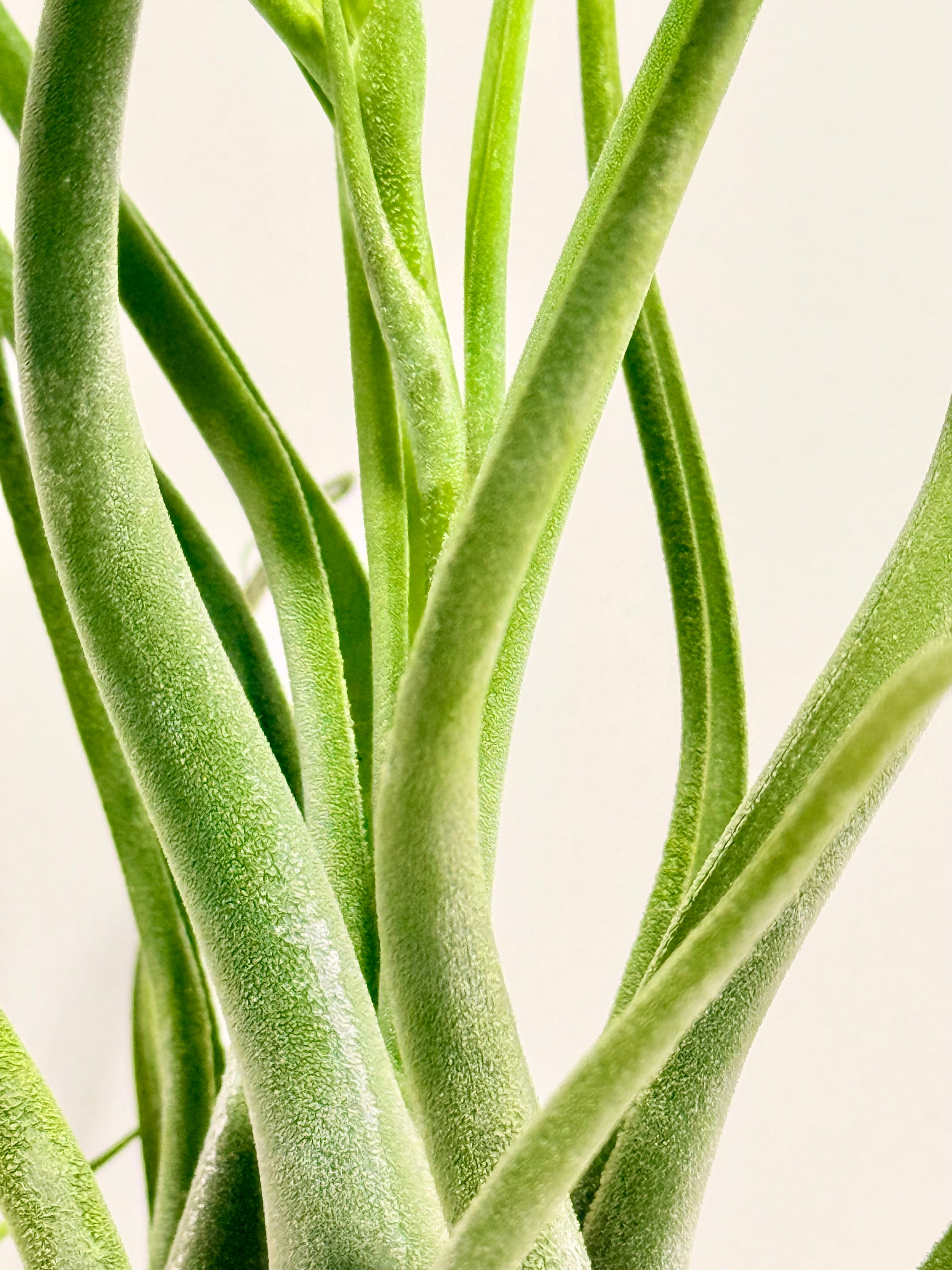 Tillandsia Caput medusae