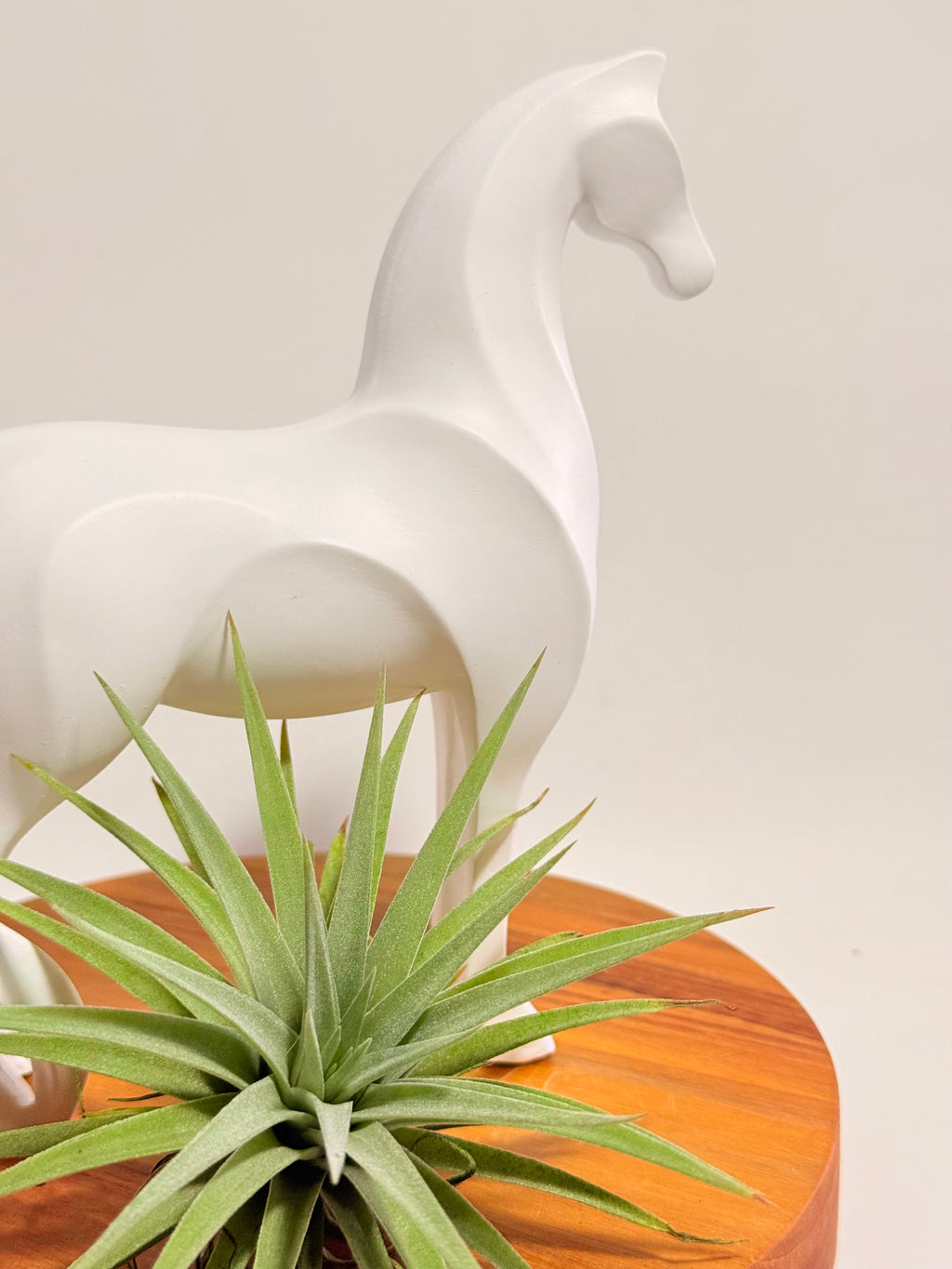 Caballo del éxito + planta