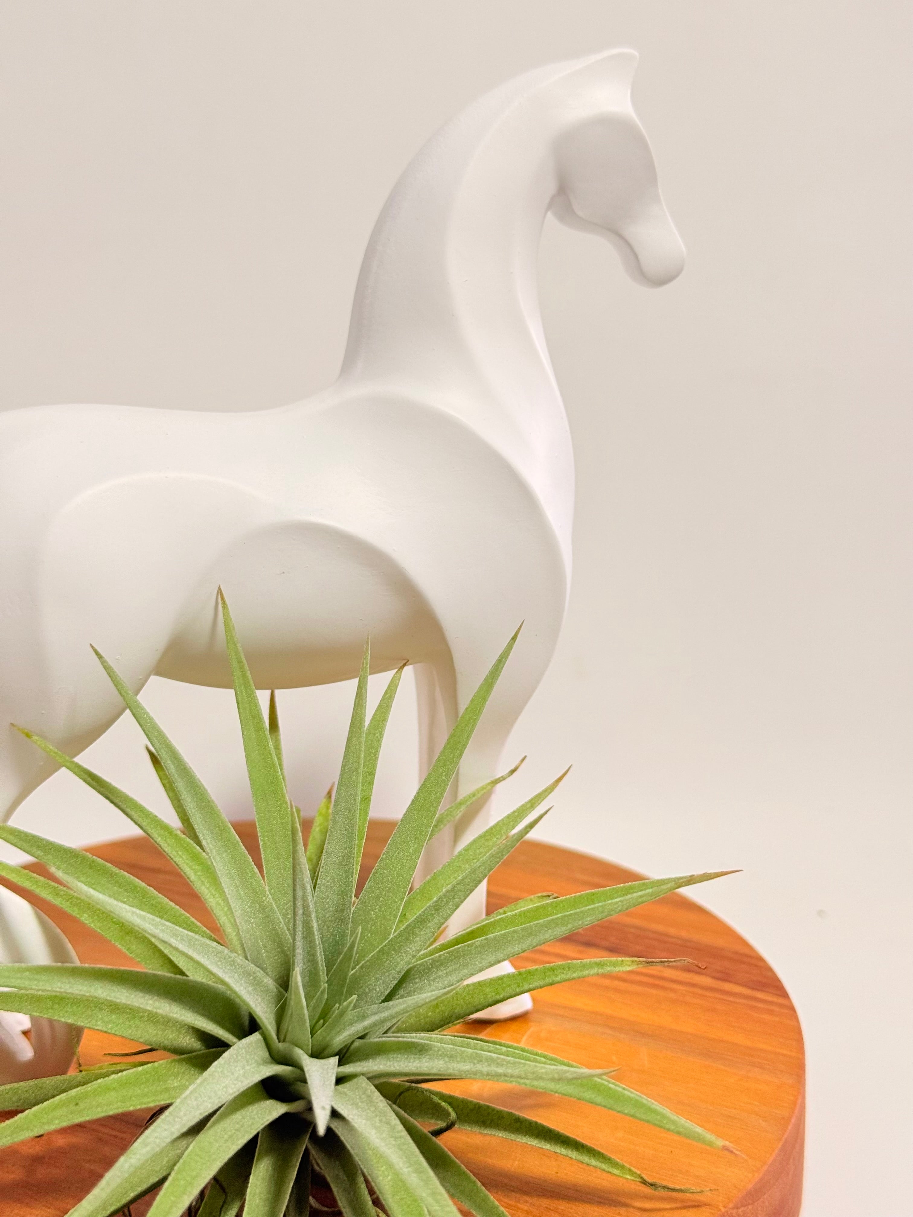 Caballo del éxito + planta