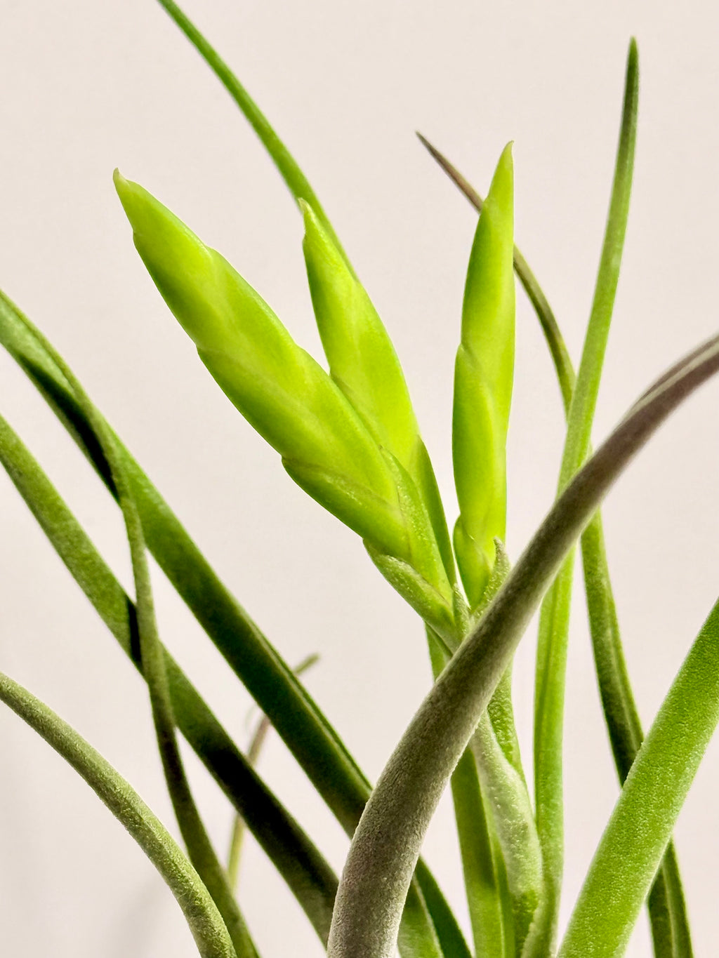 Tillandsia Caput medusae