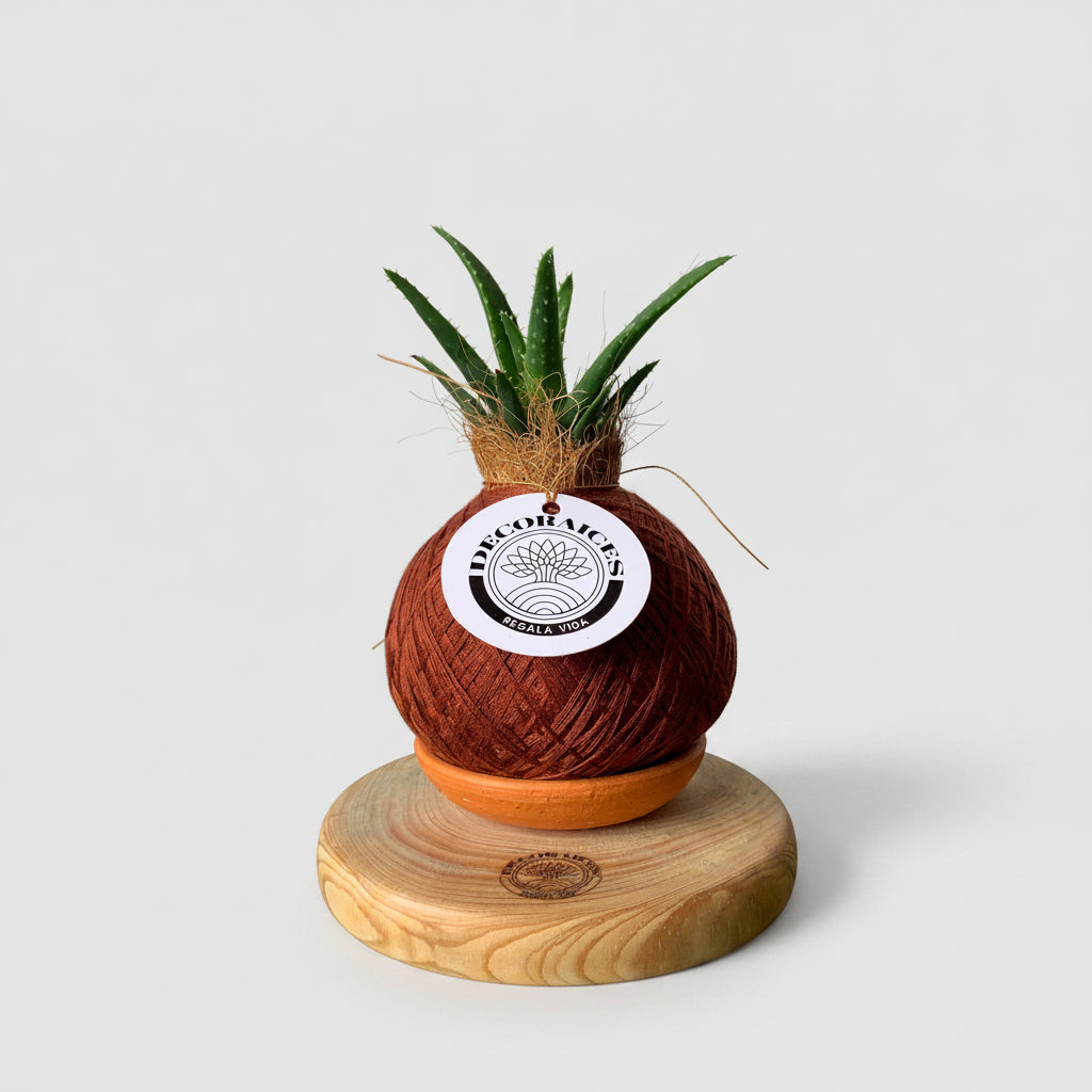 Koke Aloe roca mini