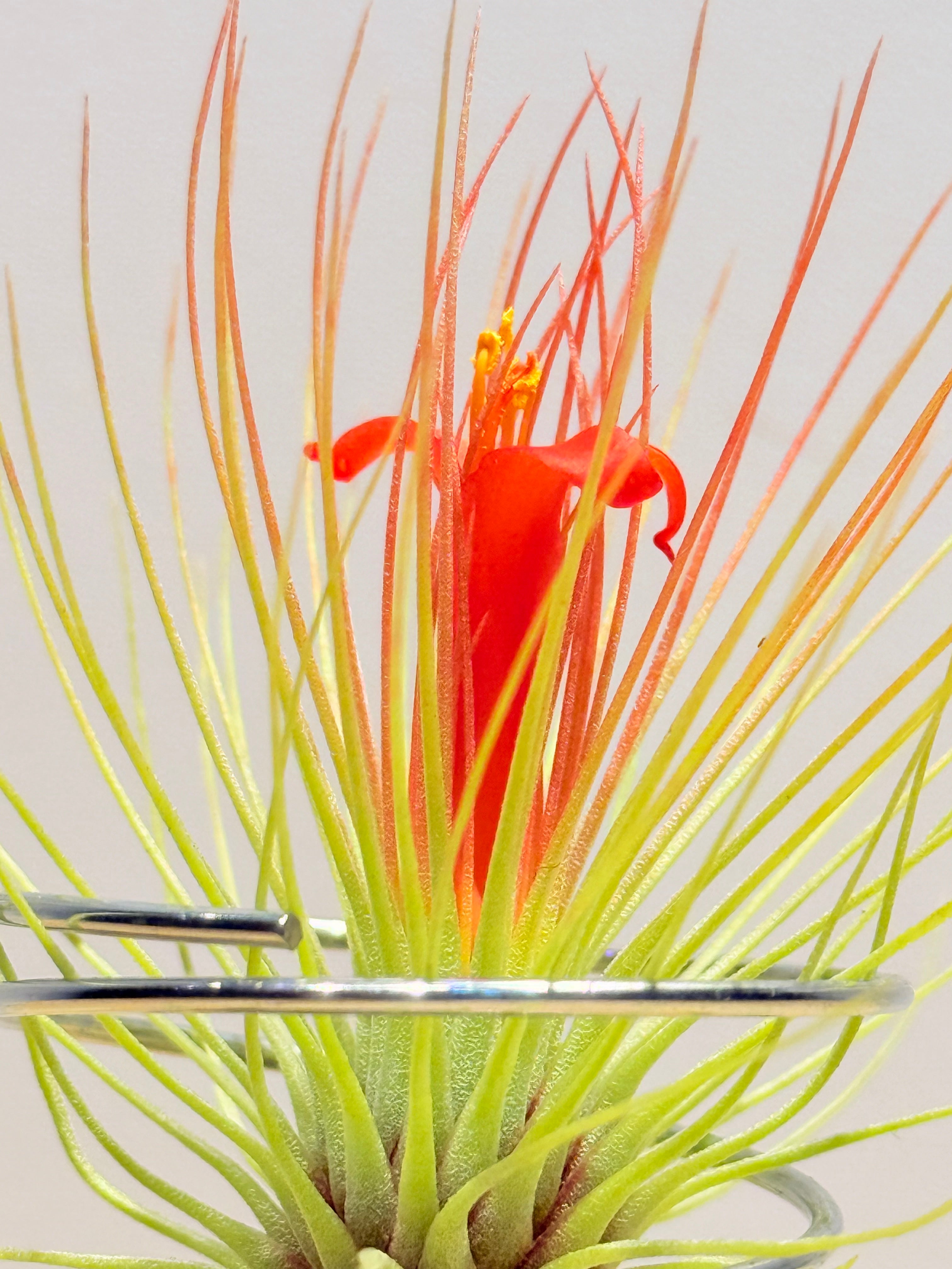 Till. Colección 3.3 + maderas + especiales