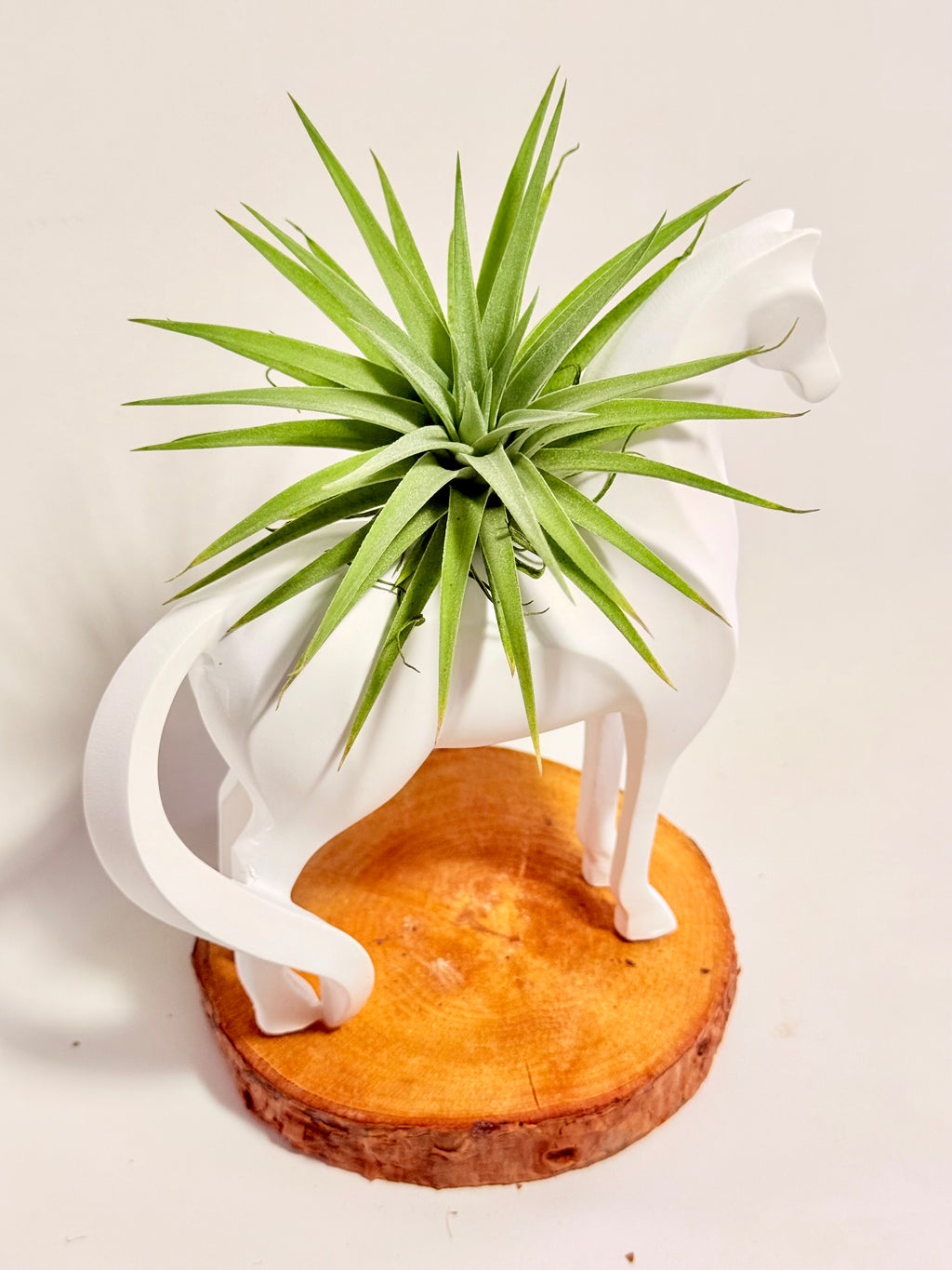 Caballo del éxito + planta