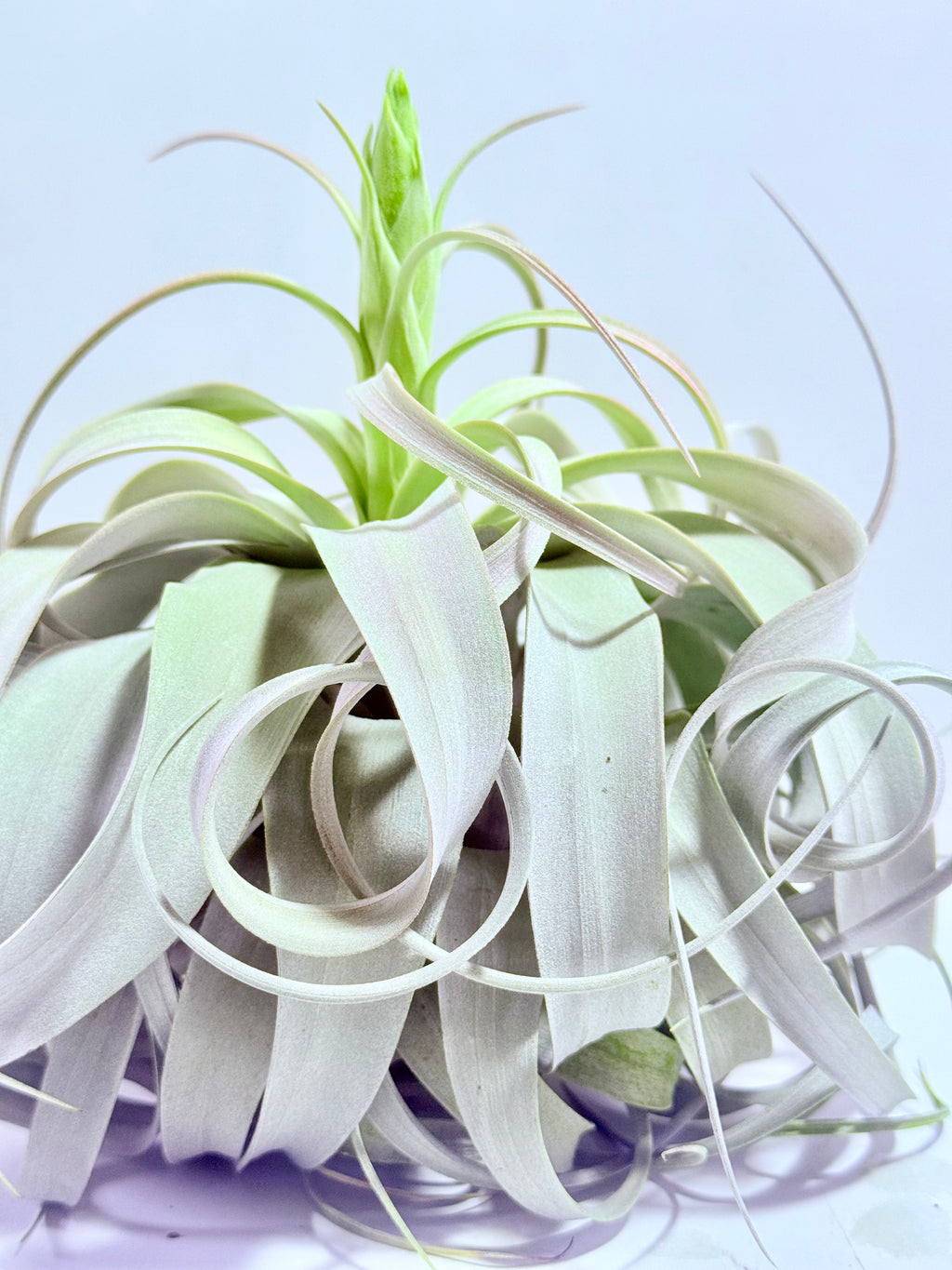 Till. Xerographica XL con botón