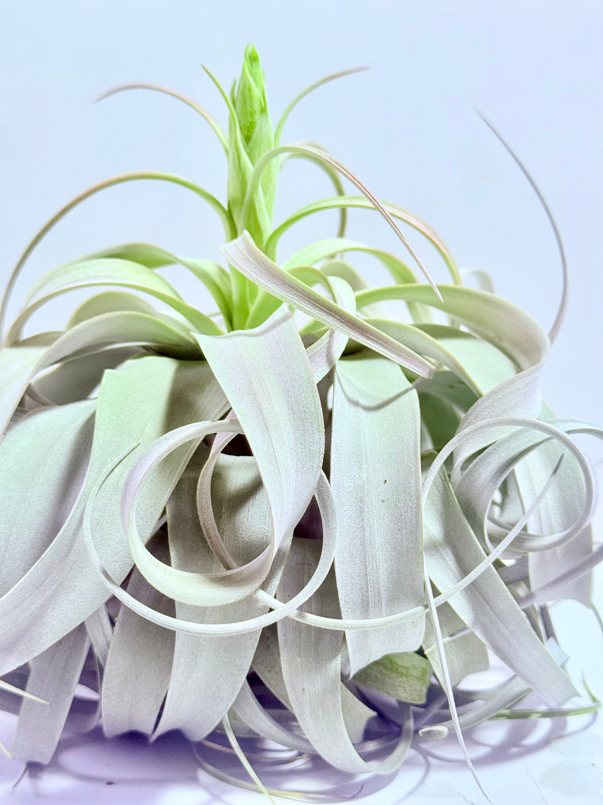 Till. Xerographica XL con botón