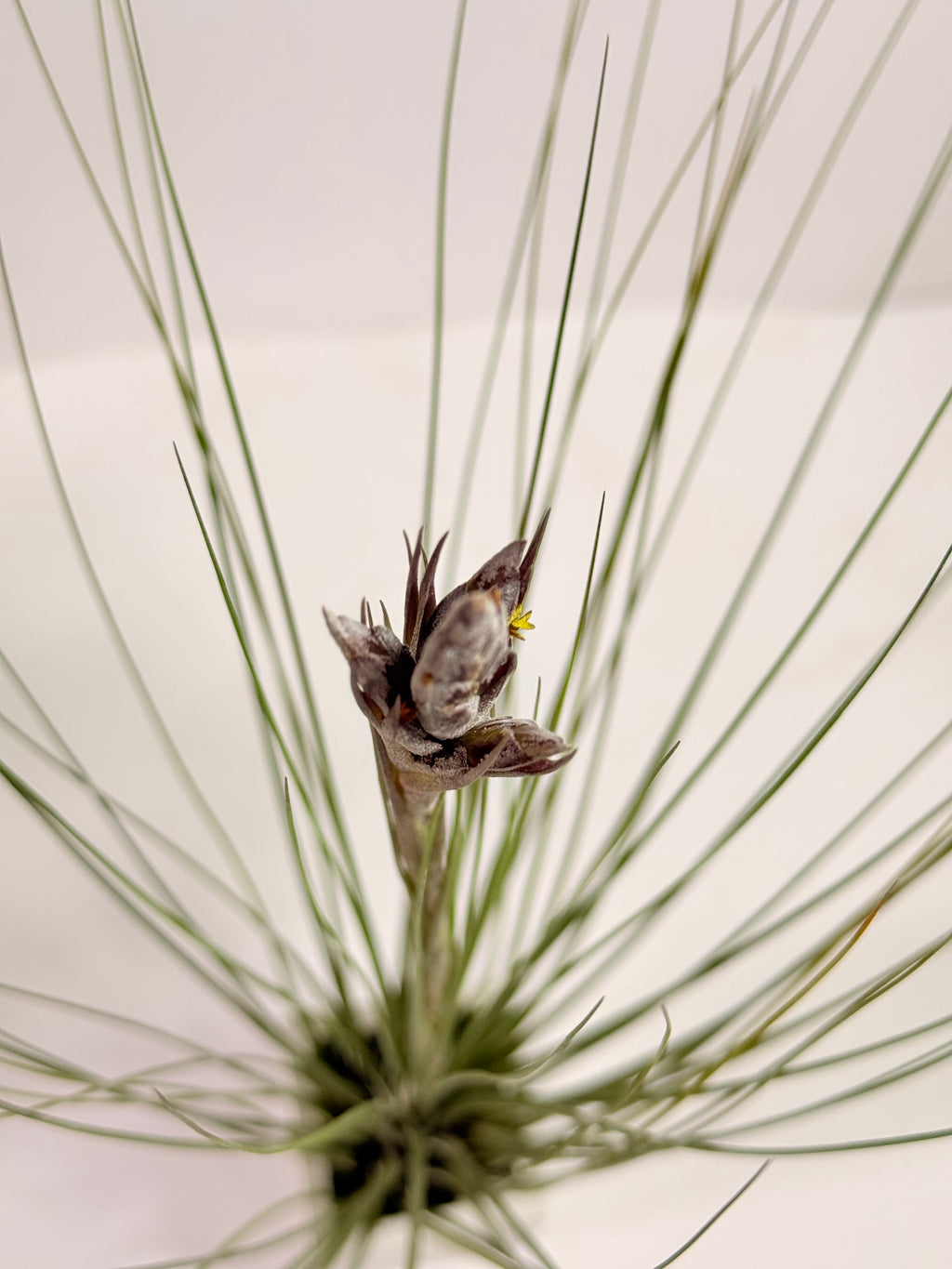 Tillandsia  Juncea + matera