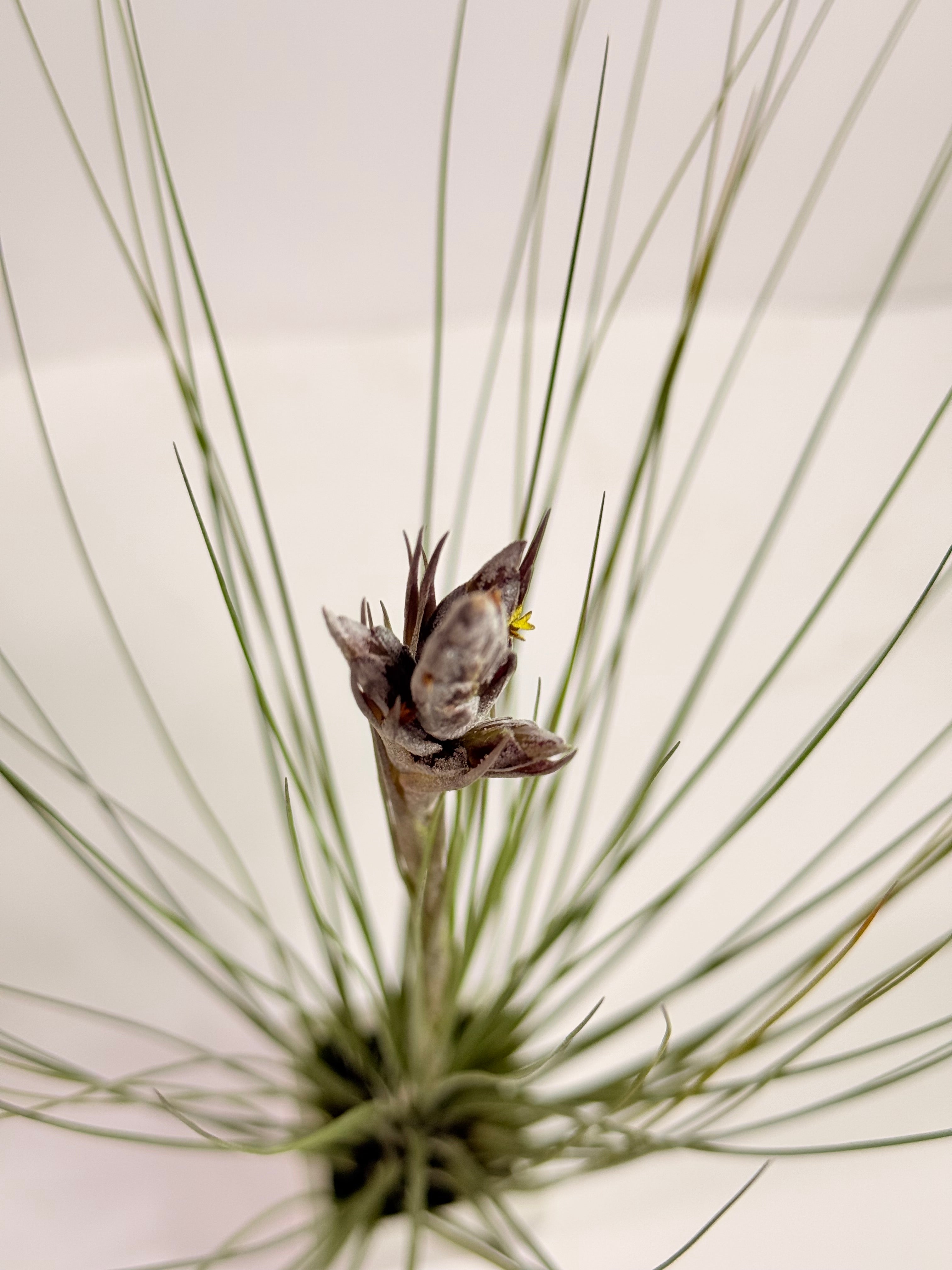 Tillandsia  Juncea + matera