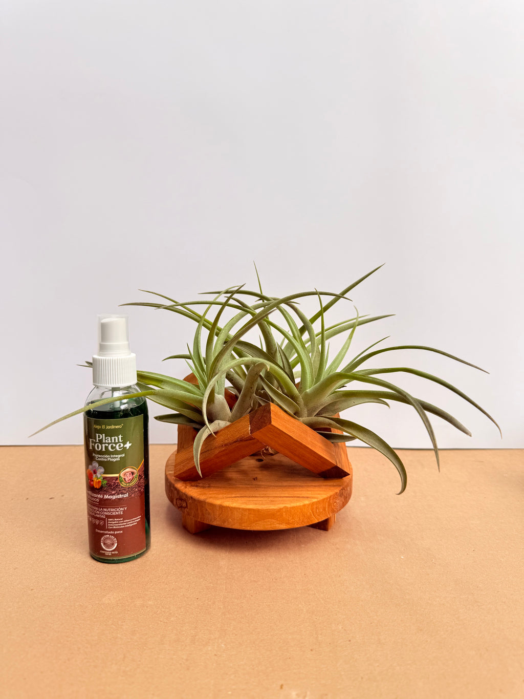 Kit Till. Pholiana x3 + plant force + base madera teca