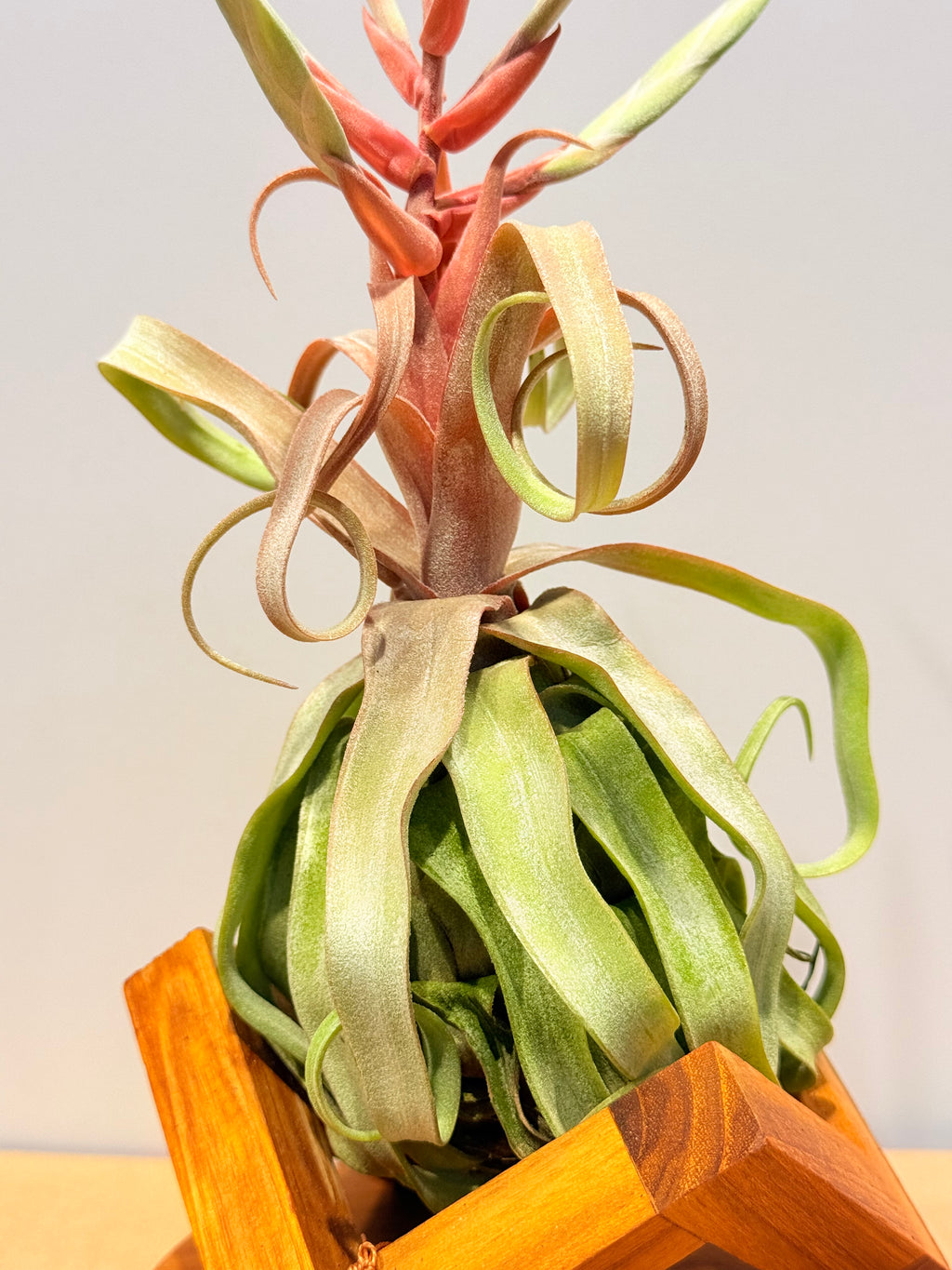 Tillandsia streptophylla + base teca