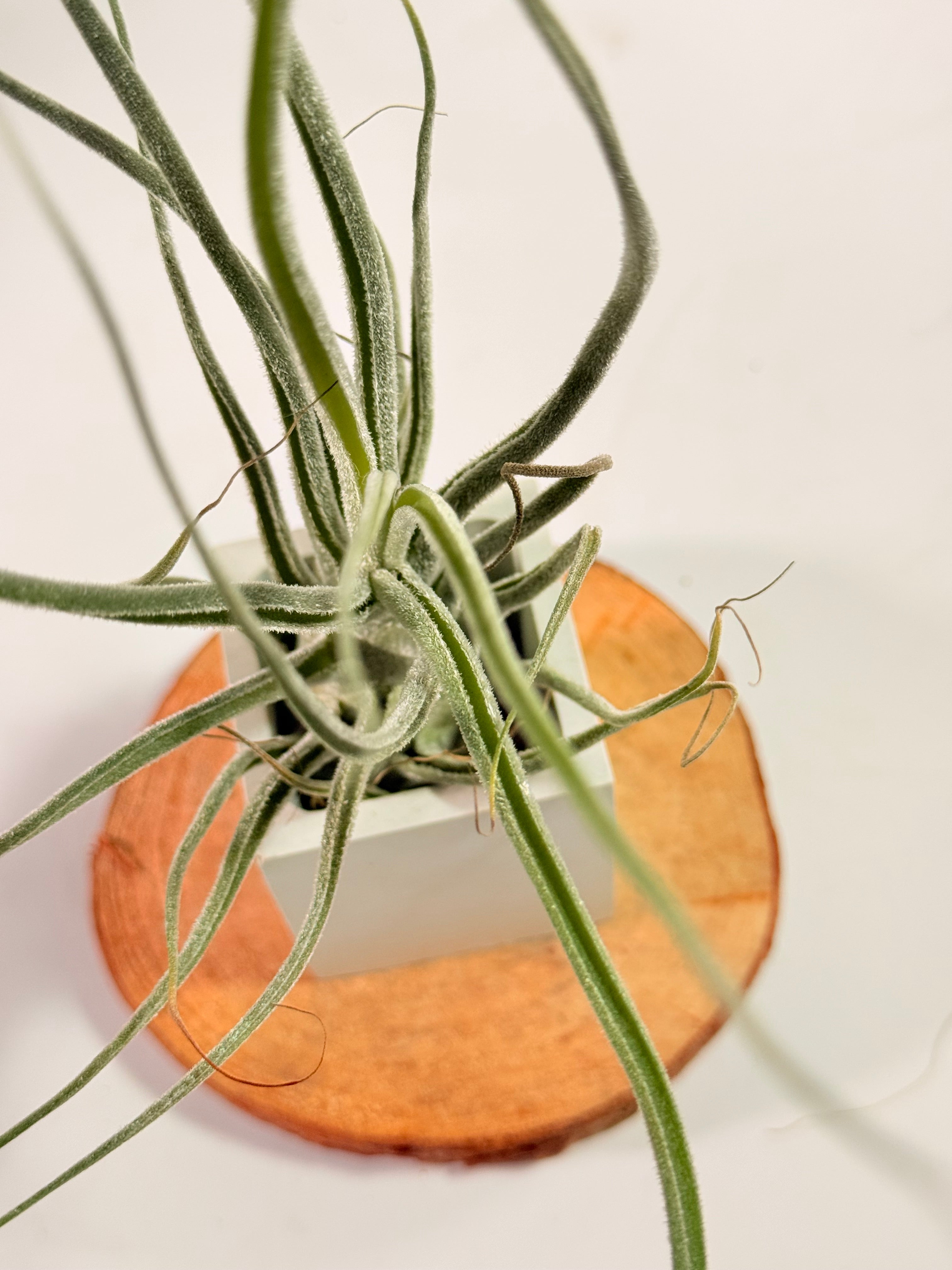 Kit Till. Caput híbrido + plant force + matera