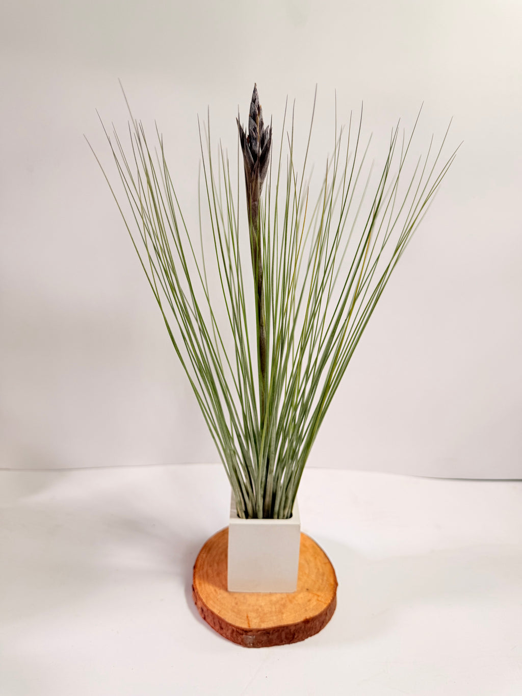 Tillandsia  Juncea + matera