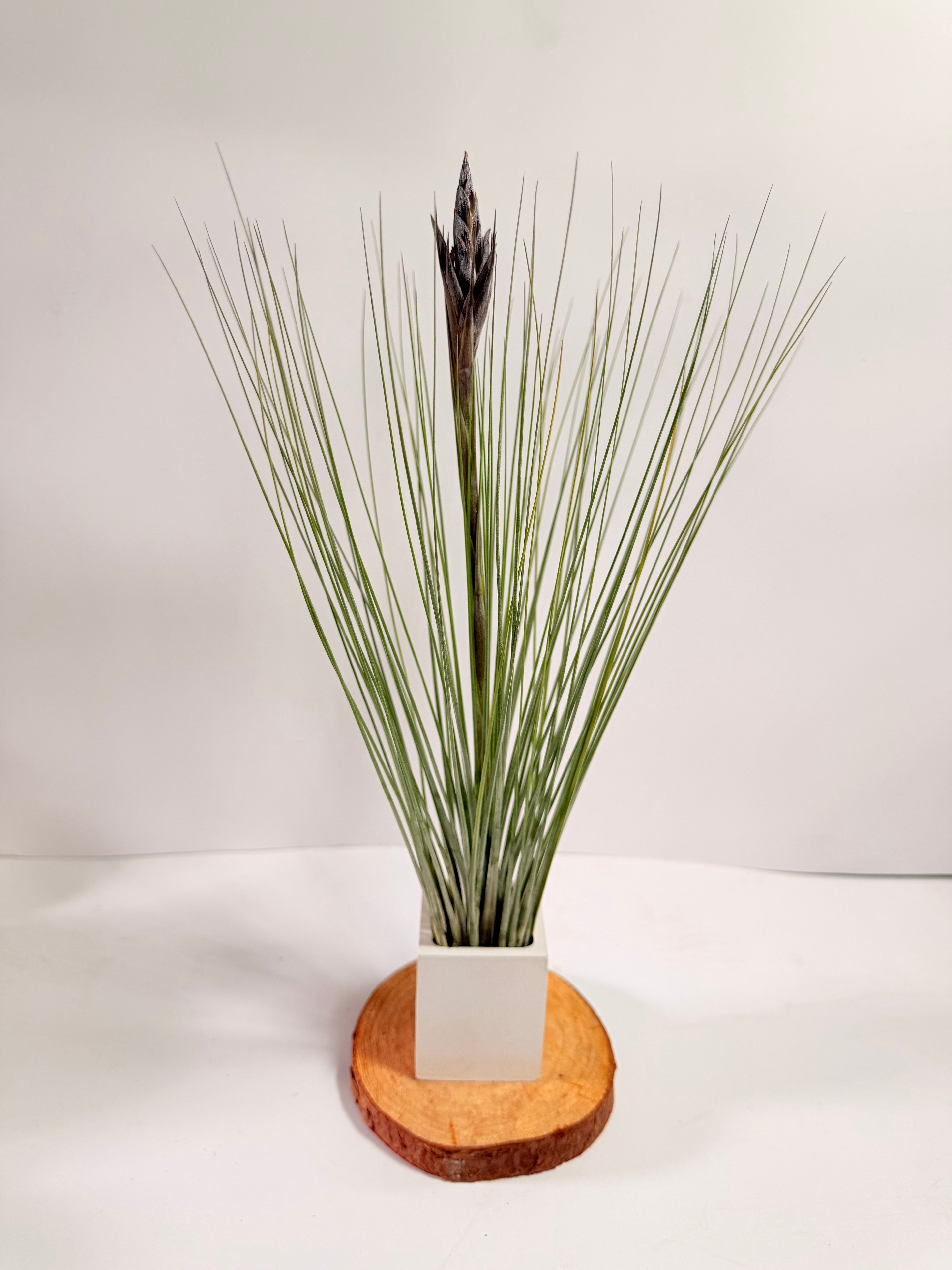 Tillandsia  Juncea + matera