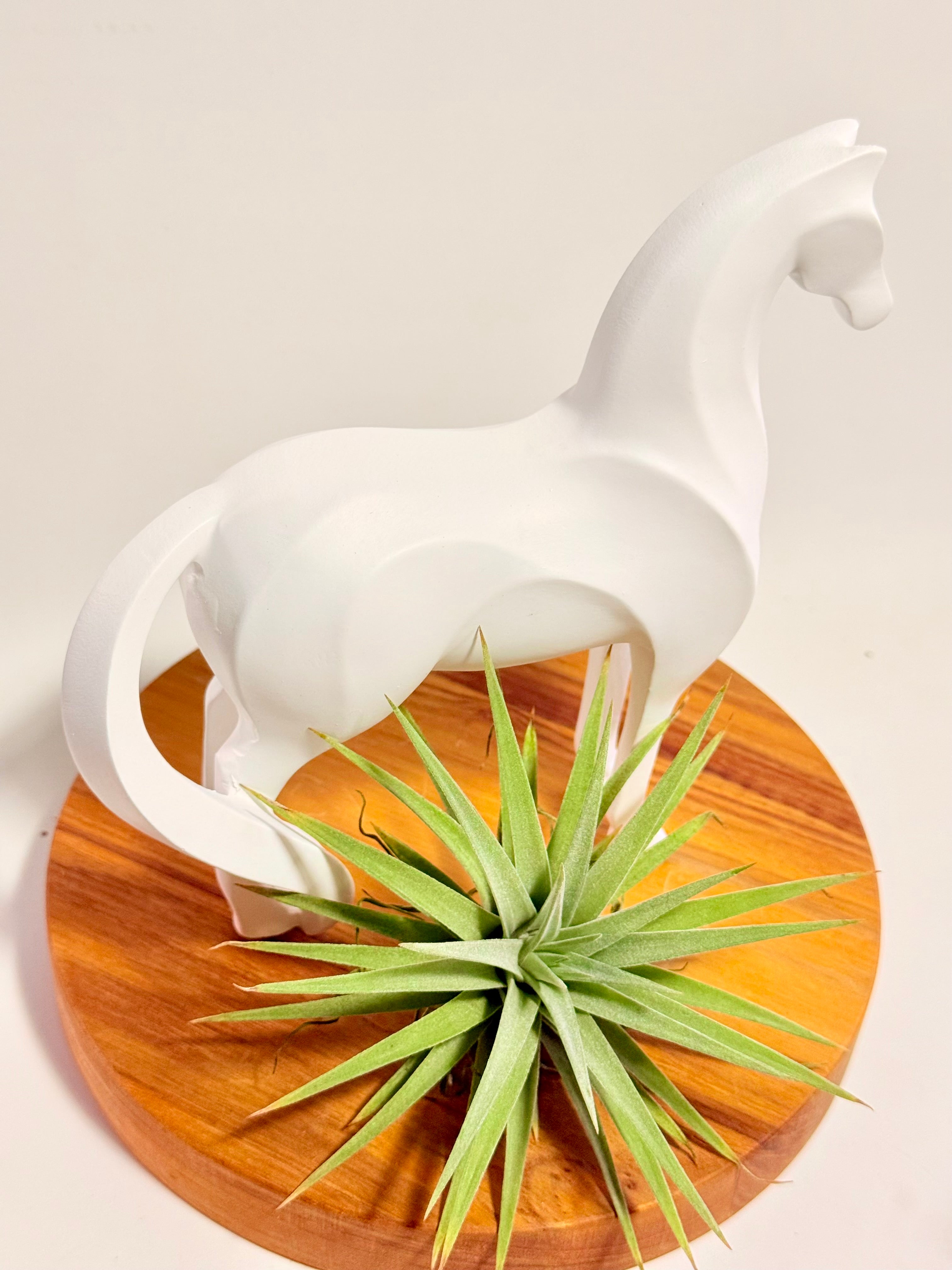 Caballo del éxito + planta