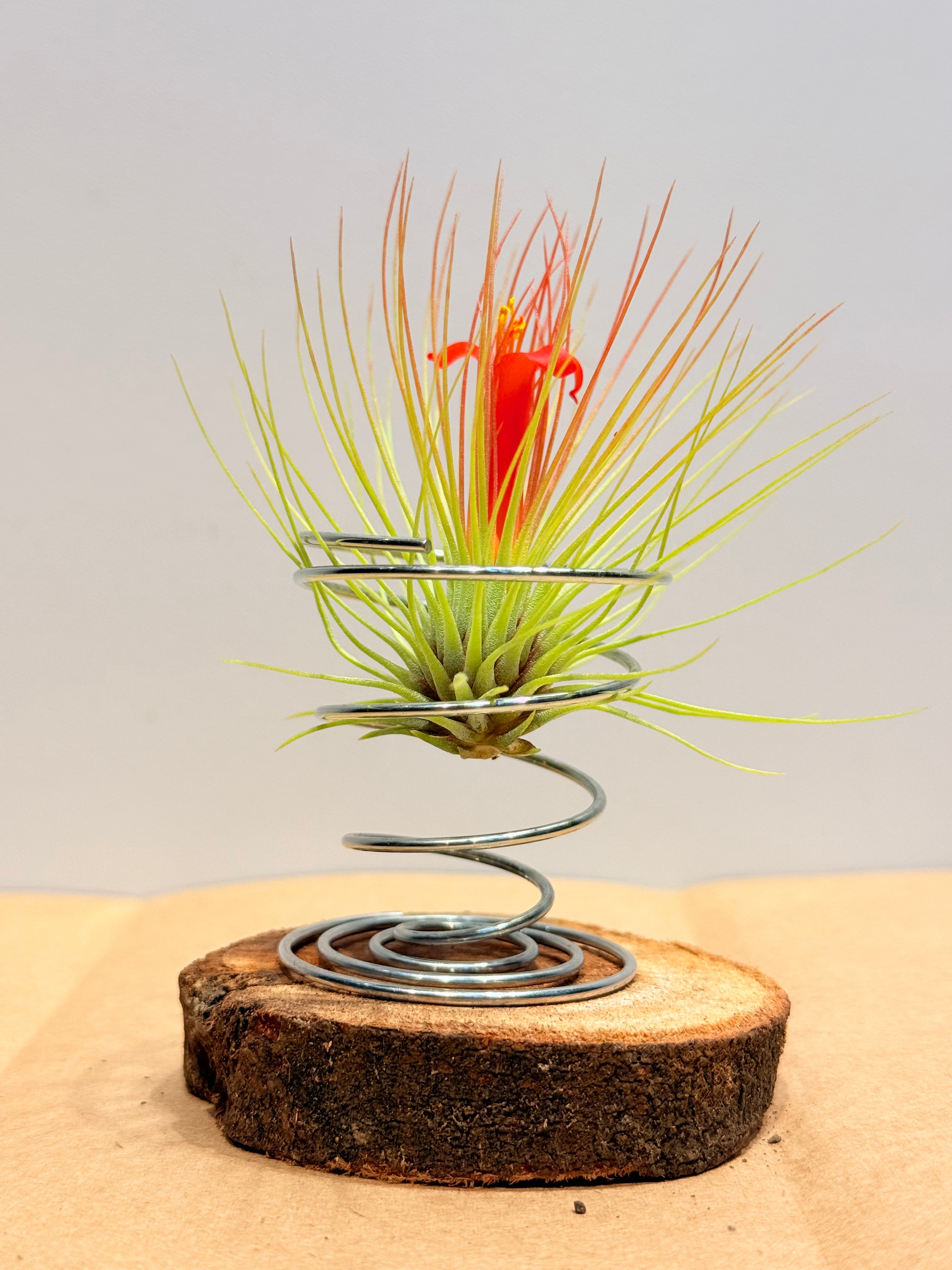 Till. Andreana red mini + rodaja + espiral