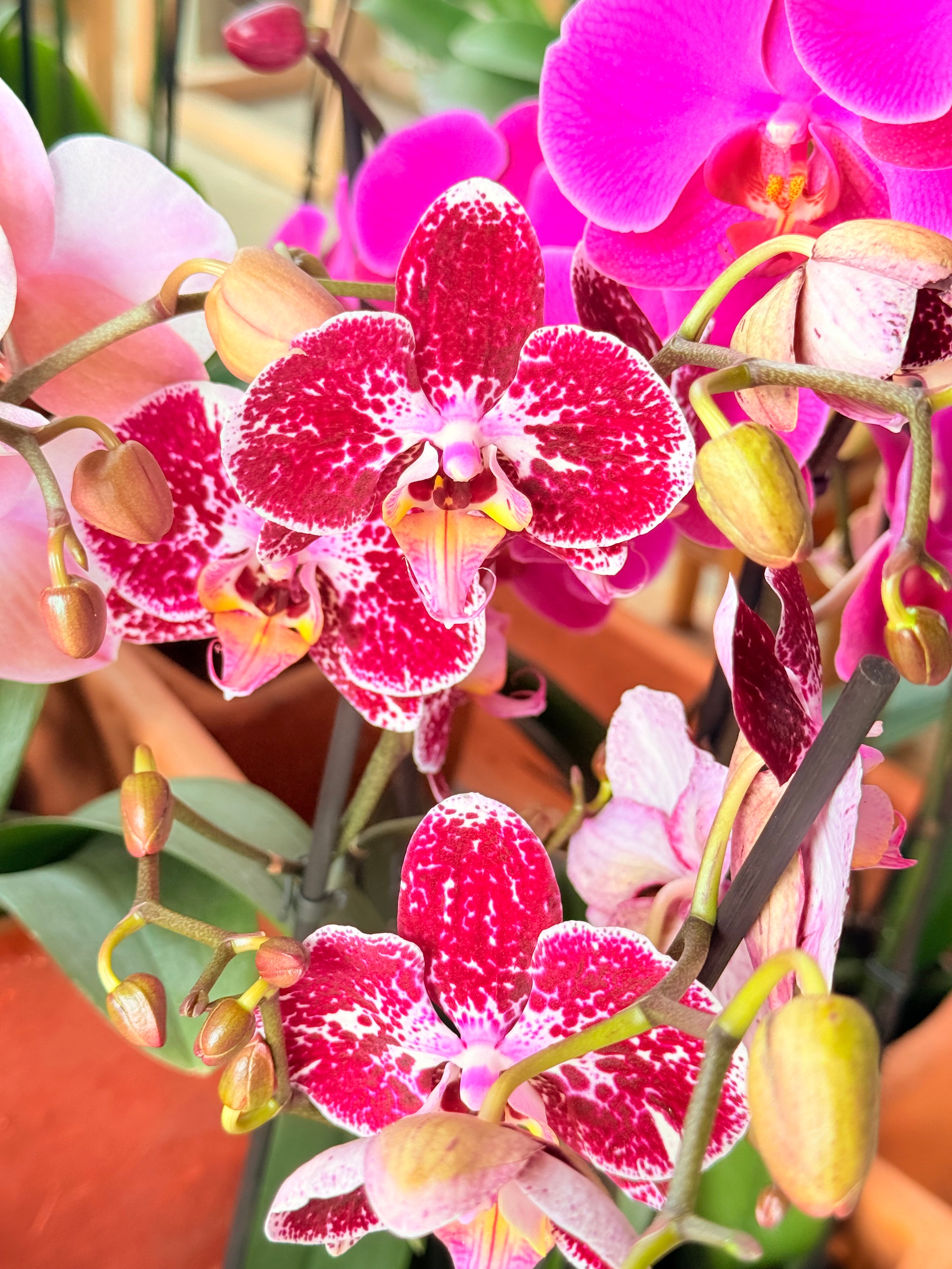 Kokedama Orquídea Premium Rosa 2V