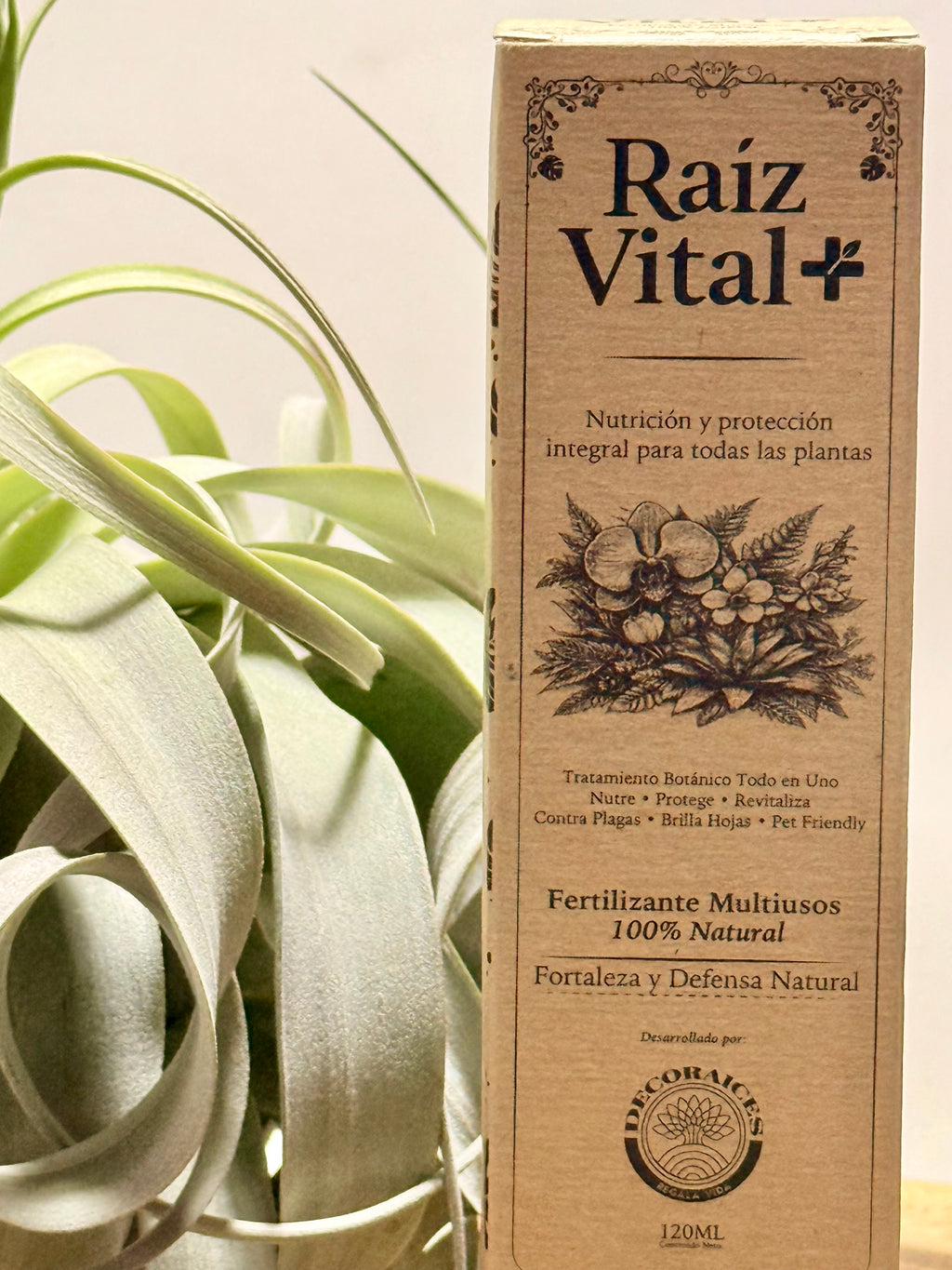 Kit Till. Xerographica XL con botón + fertilizante