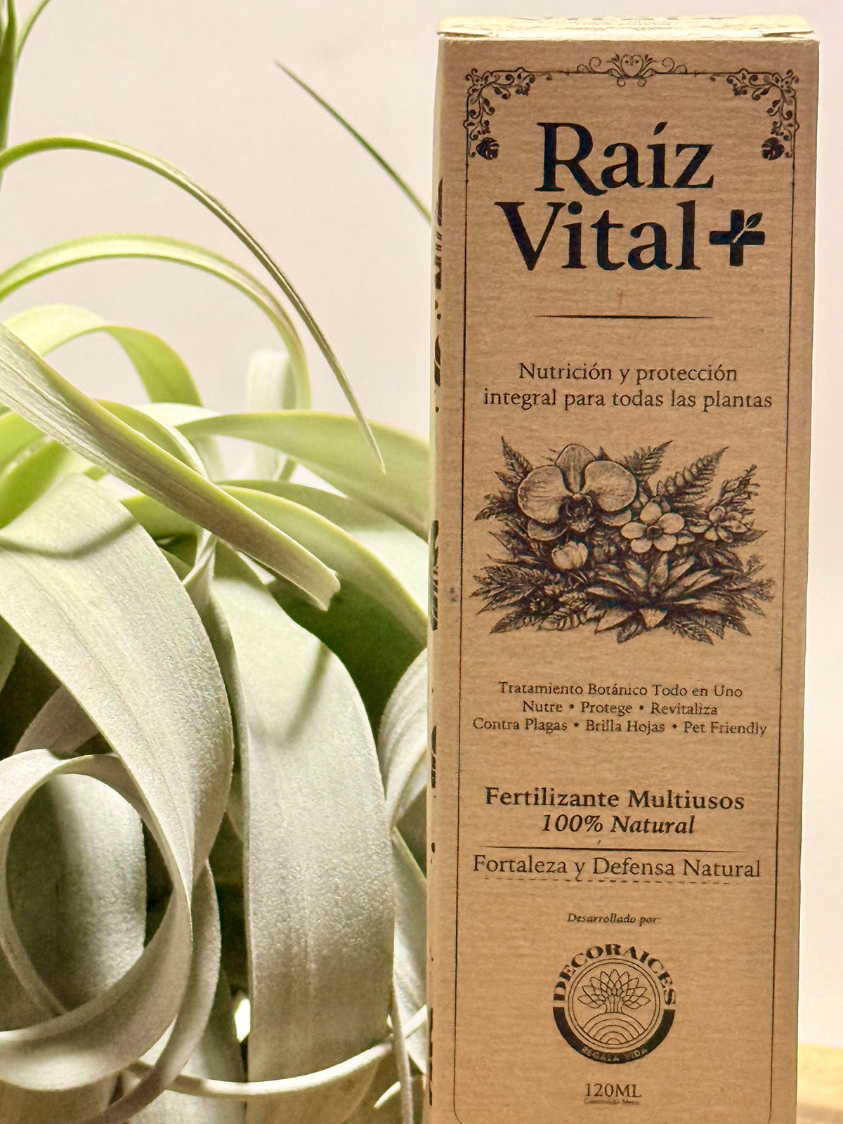 Kit Till. Xerographica XL con botón + fertilizante
