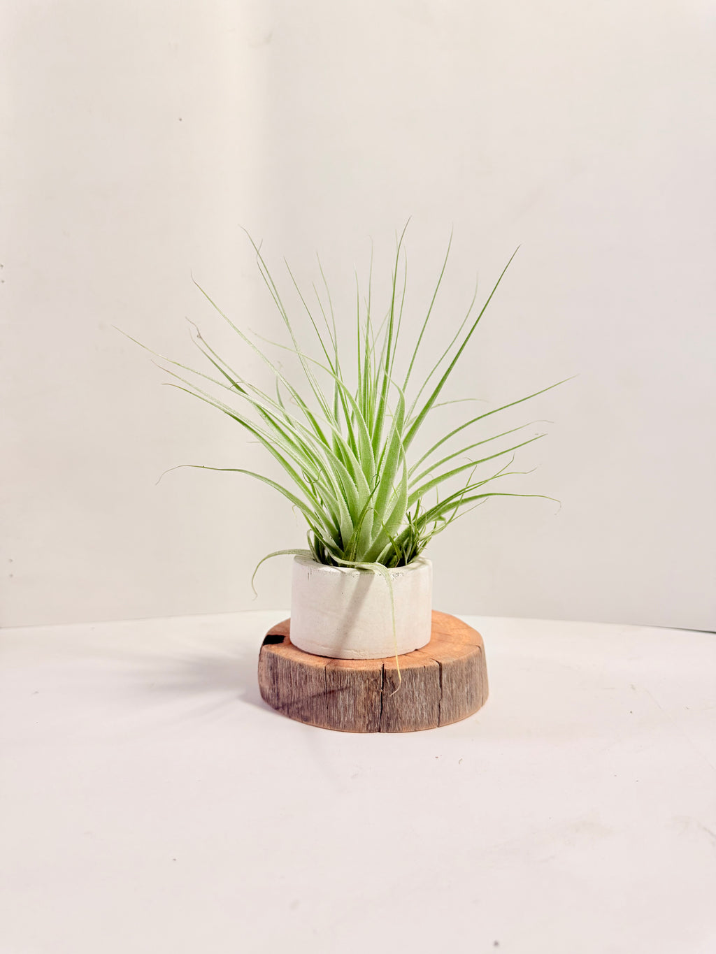 Tillandsia gardneri + espiral + madera + fertilizante