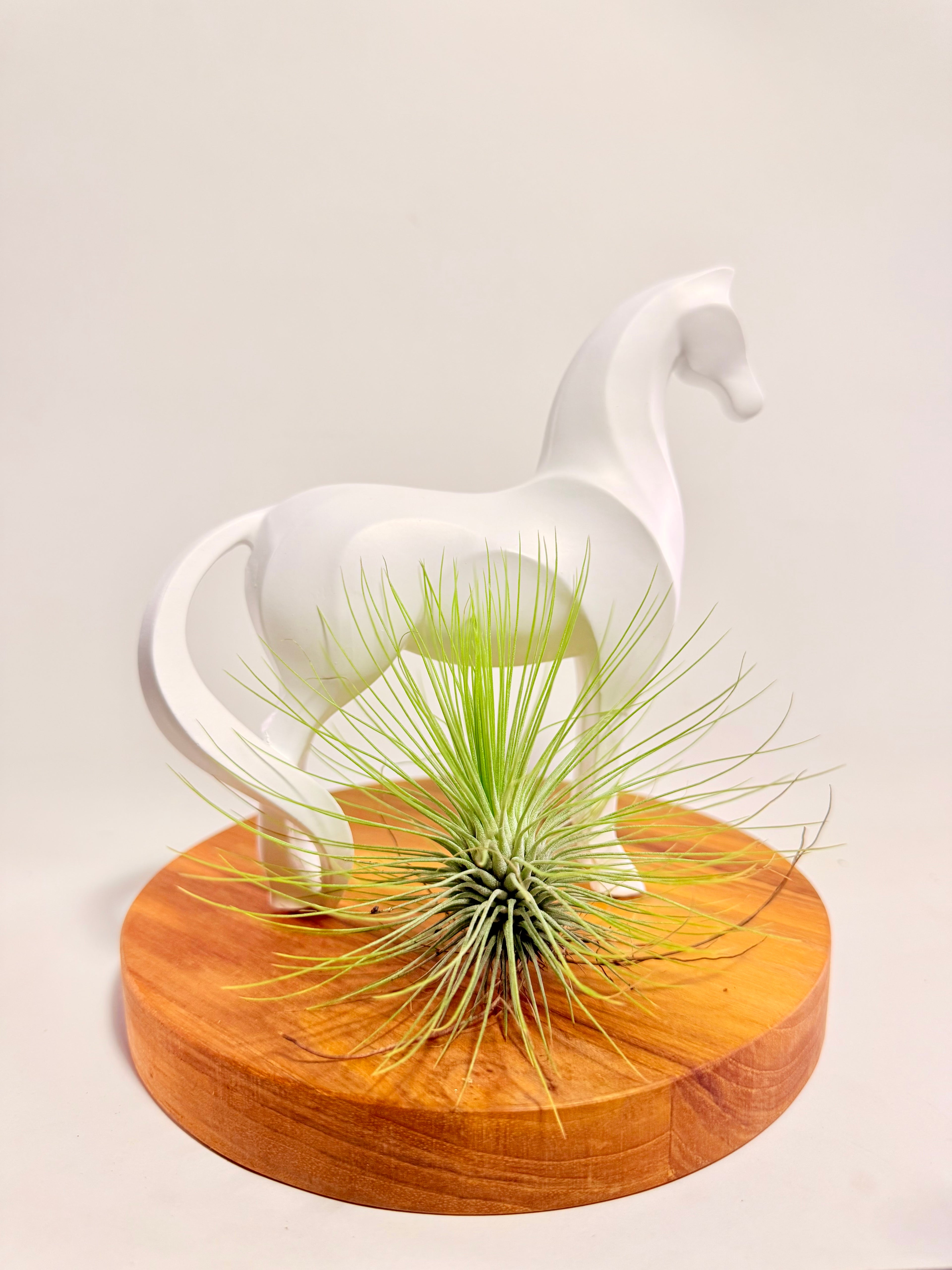 Caballo del éxito + planta