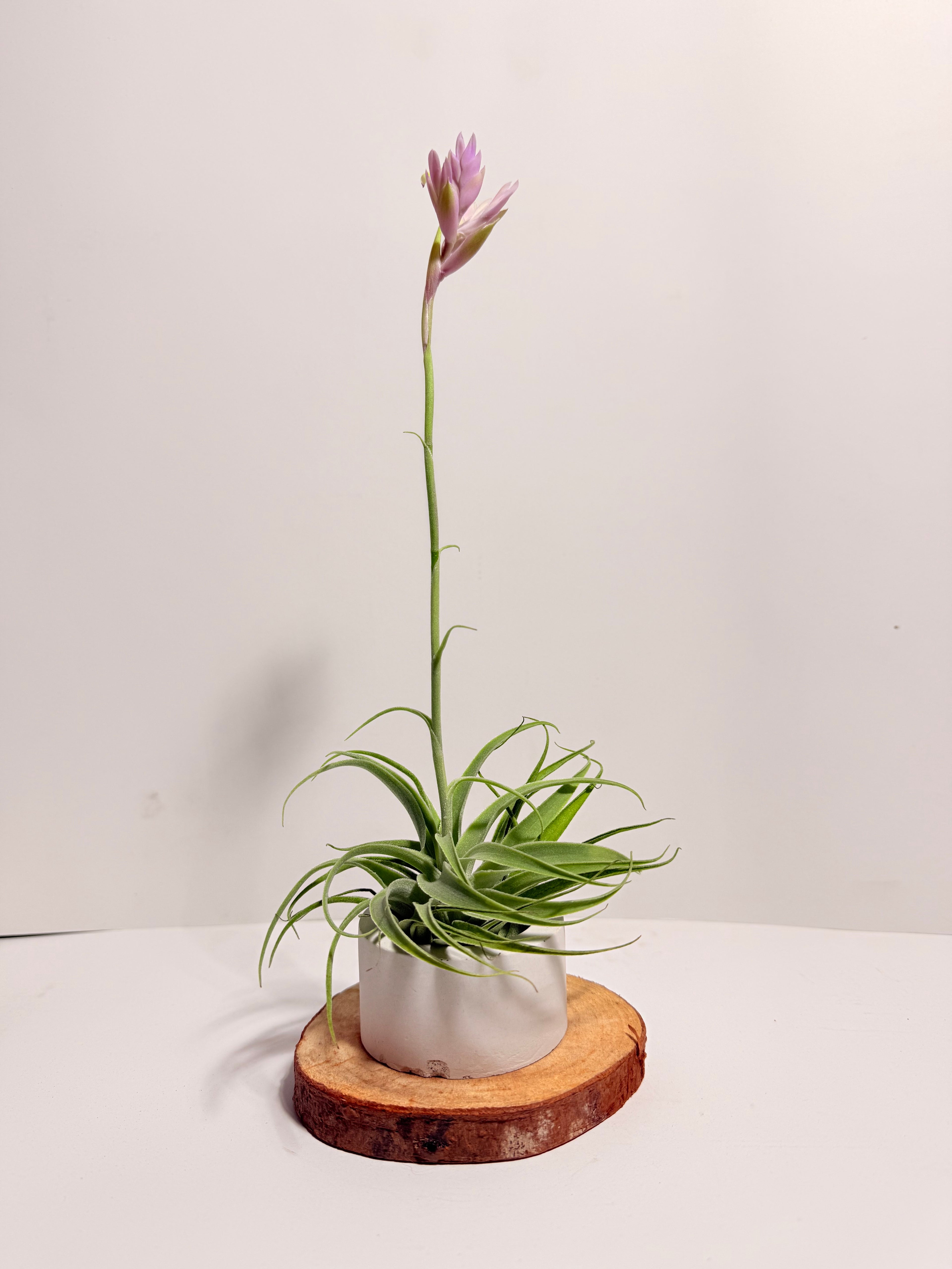 Tillandsia Cacticola regular form botón