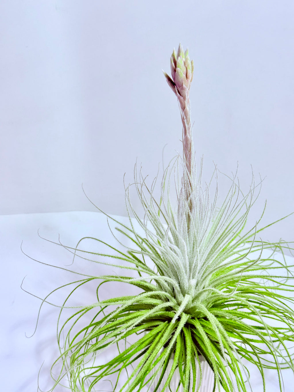 Tillandsia tectorum XL