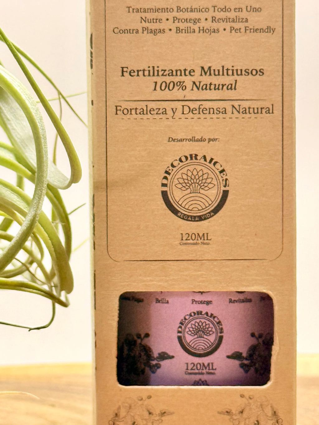 Kit Till. Xerographica S + rodaja de madera + espiral + fertilizante