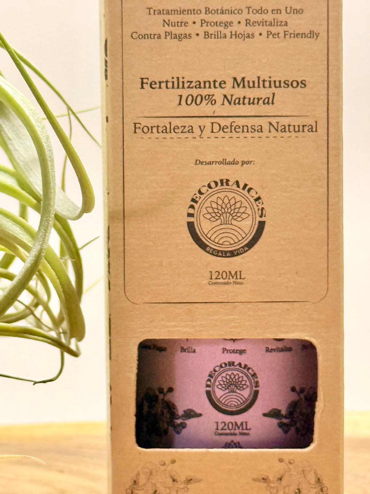 Kit Till. Xerographica S + rodaja de madera + espiral + fertilizante