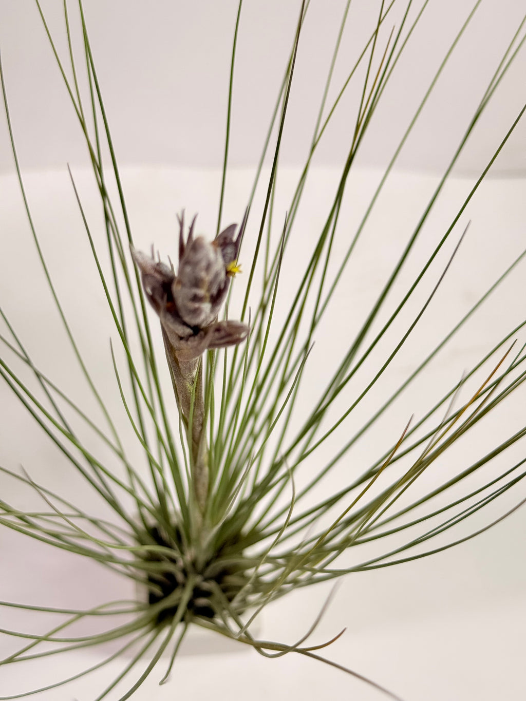 Tillandsia  Juncea + matera