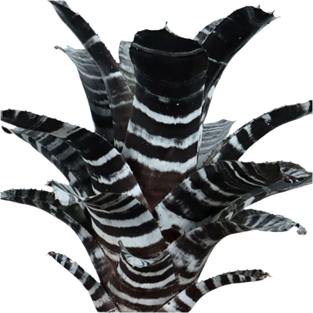 Koke Aech. Chanting var purple