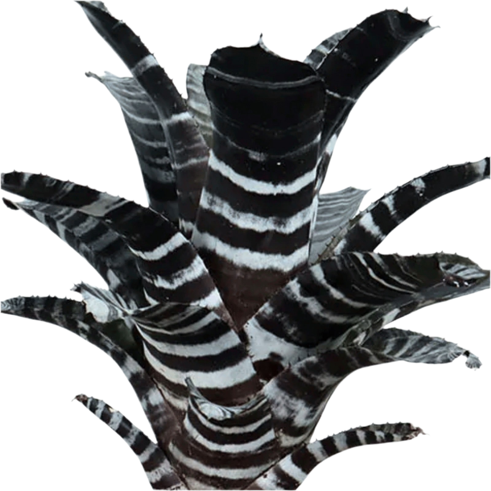 Koke Aech. Chanting var purple