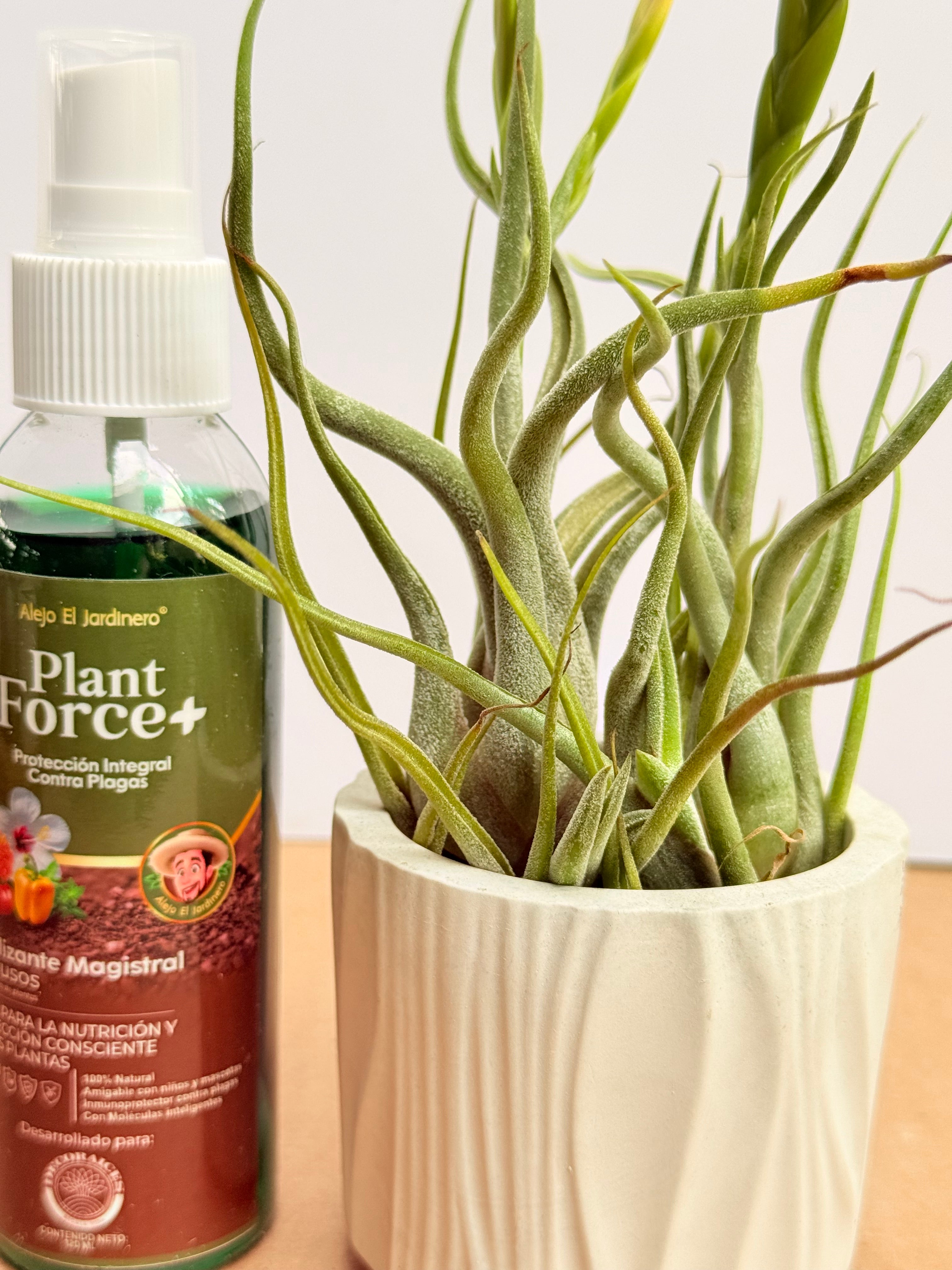 Kit Till. Caput medusae x2+ plant force + matera