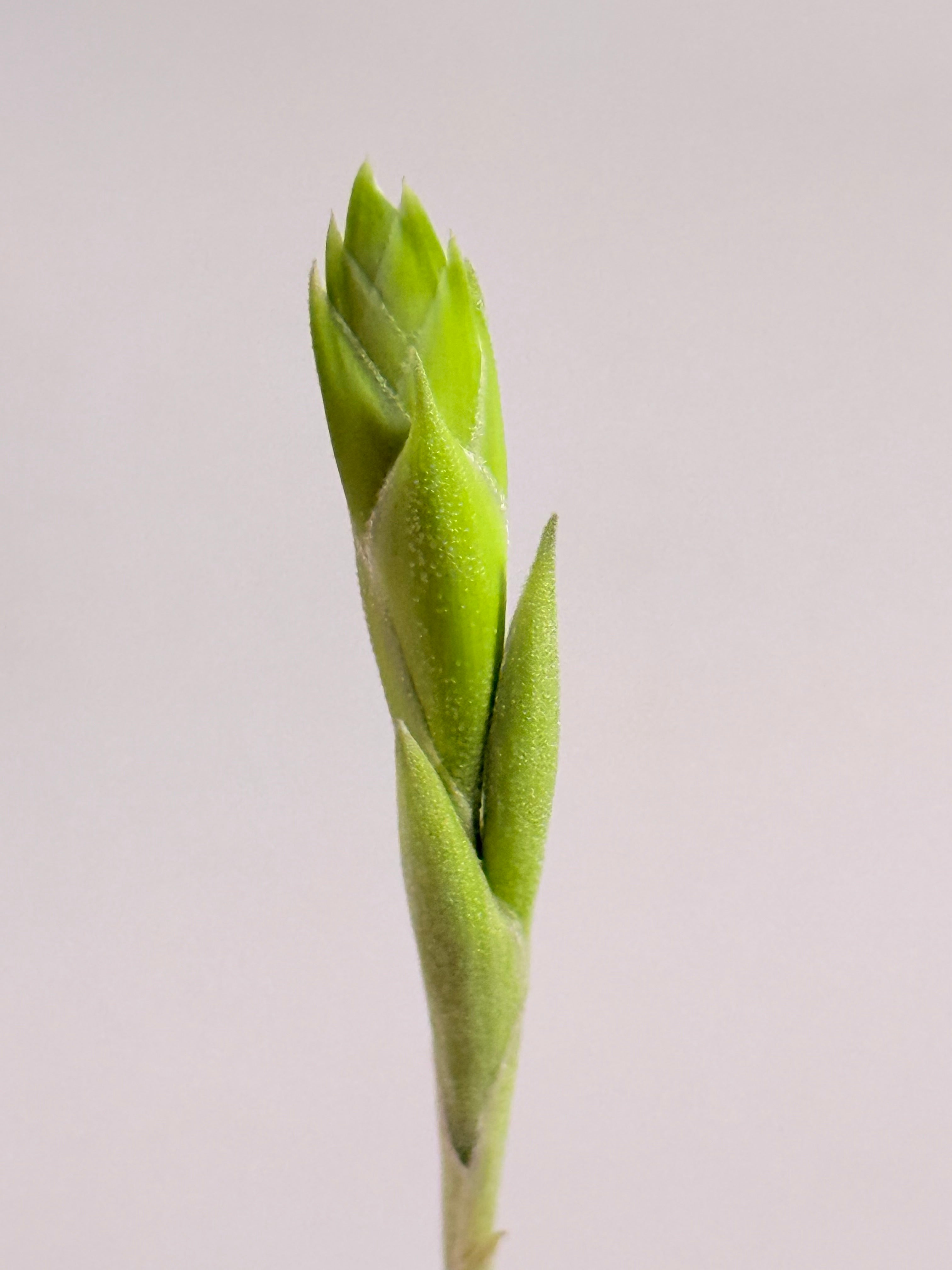 Tillandsia Cacticola regular form botón