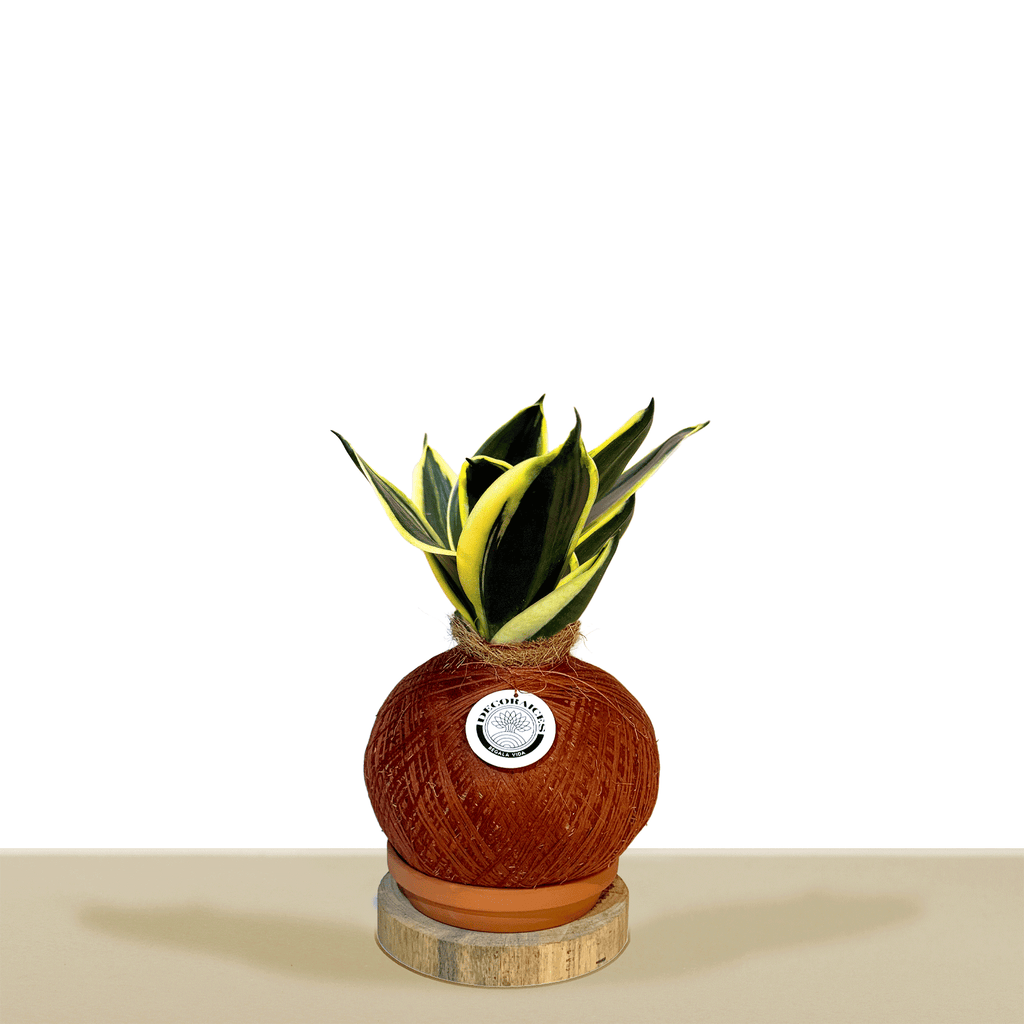 Koke Mexican variegated green sansevieria