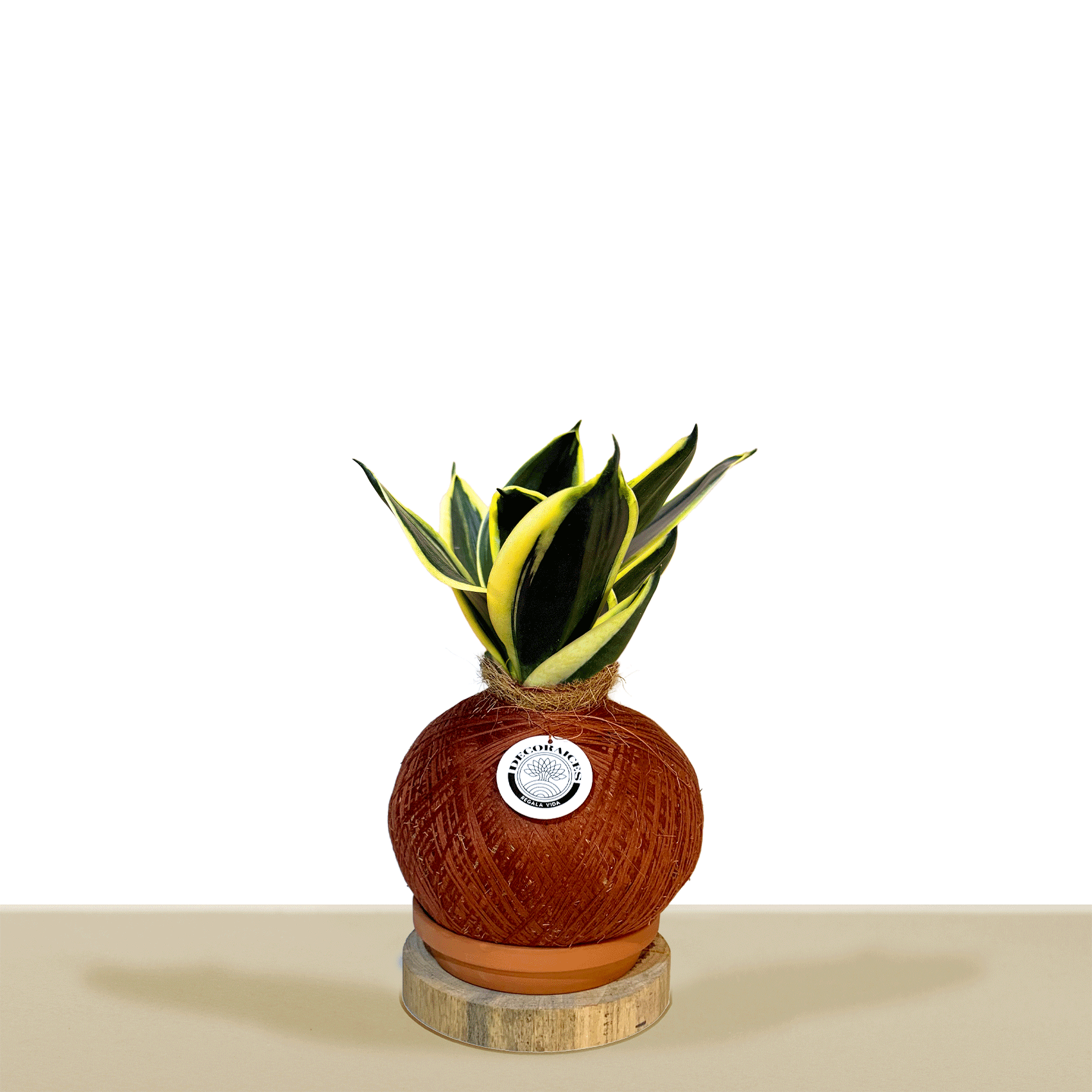 Koke Mexican variegated green sansevieria