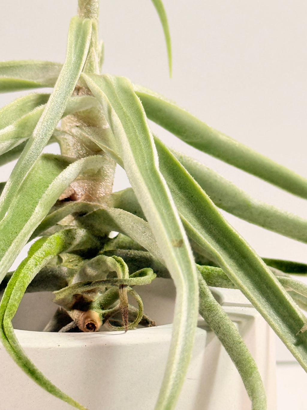 Tillandsia  Streptocarpa